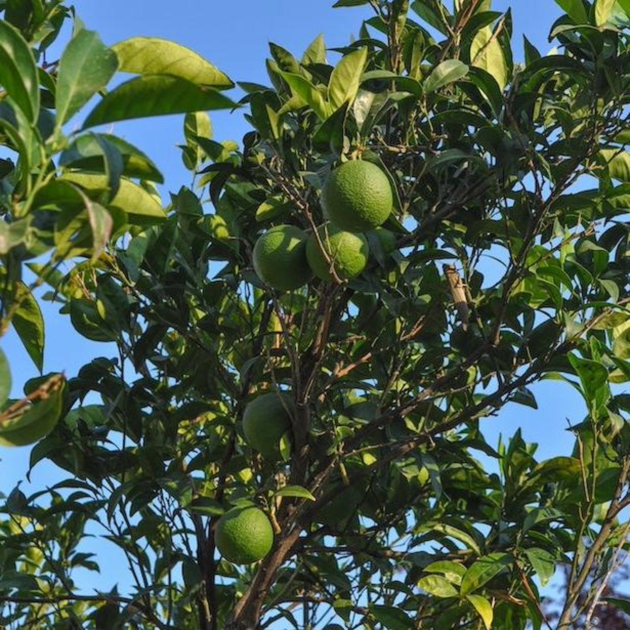 Persian 'Bearss' Misket Limonu Ağacı