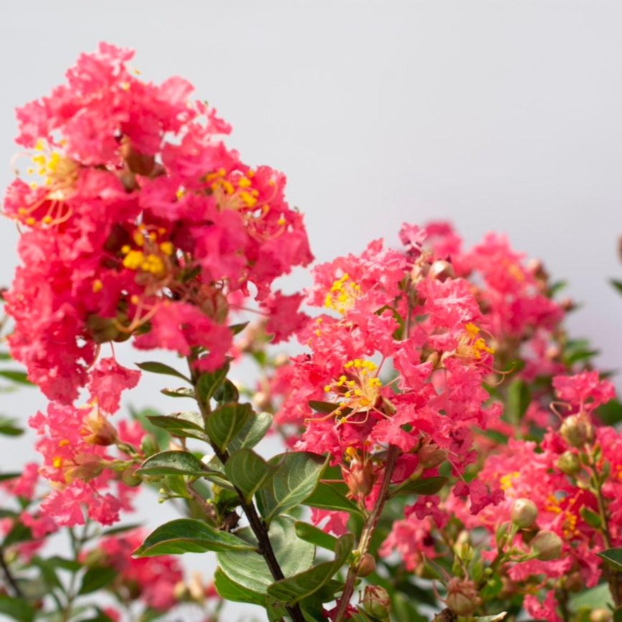 Bellini® Ahududu Renkli Oya Ağacı (Crape Myrtle)