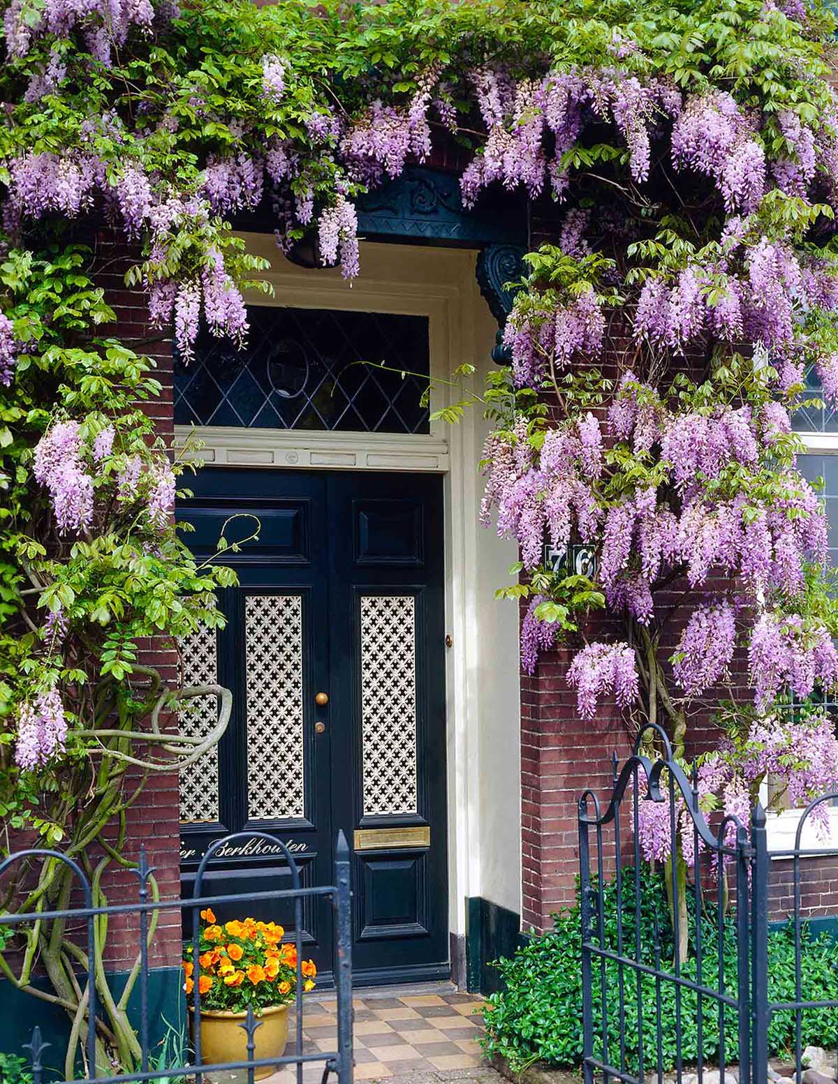 Blue Moon Wisteria (Amerikan Morsalkımı)
