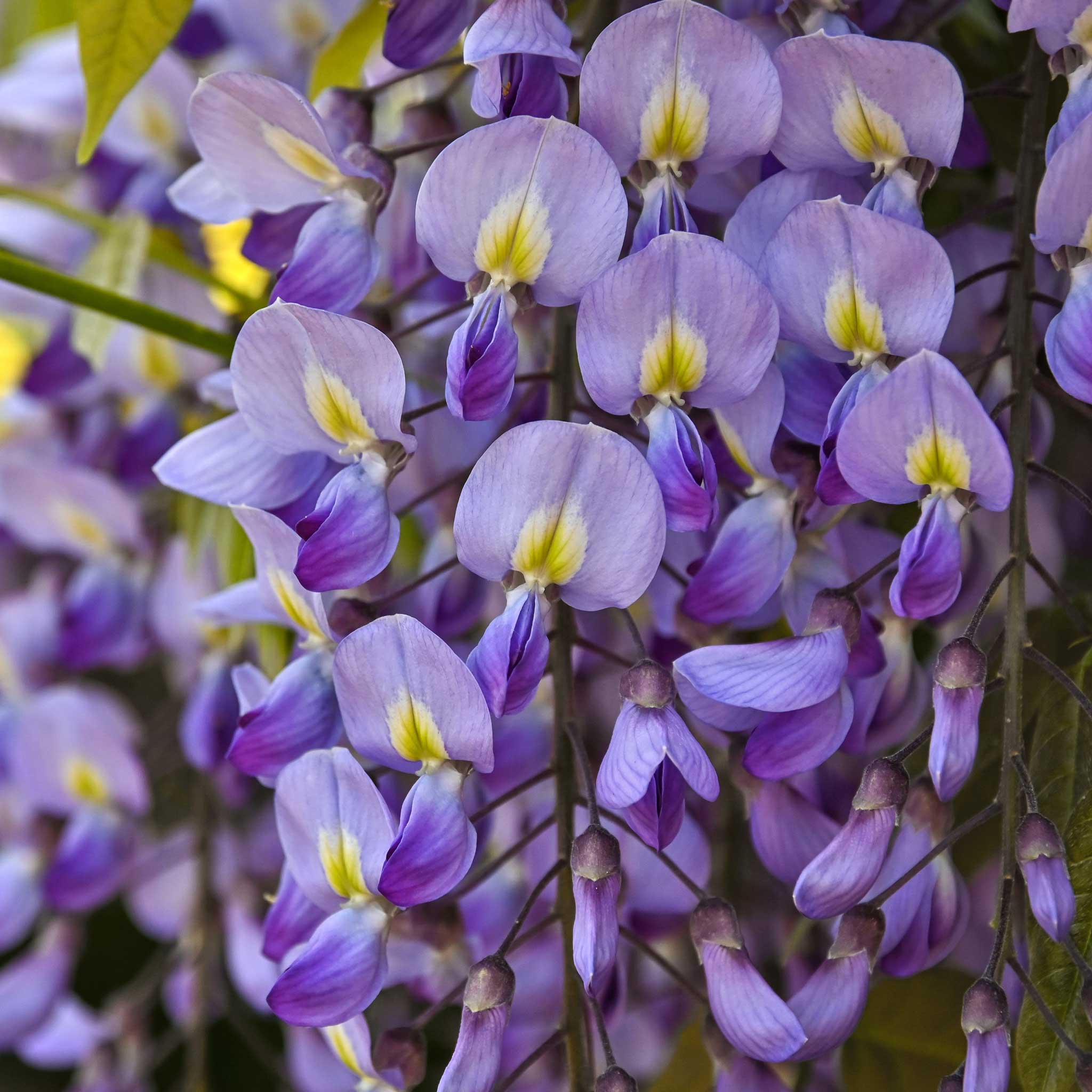 Blue Moon Wisteria (Amerikan Morsalkımı)