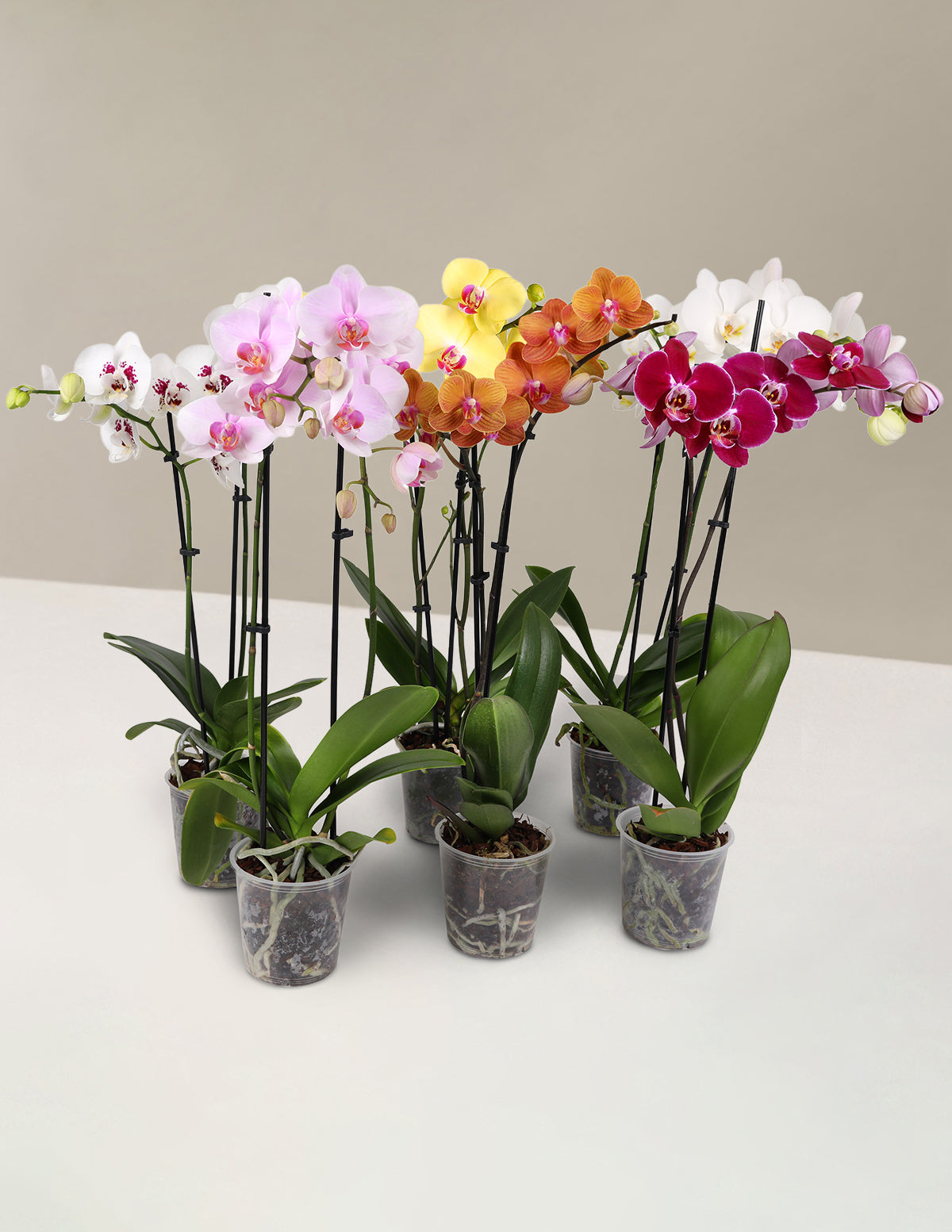 Orchid Confetti Parti Paketi