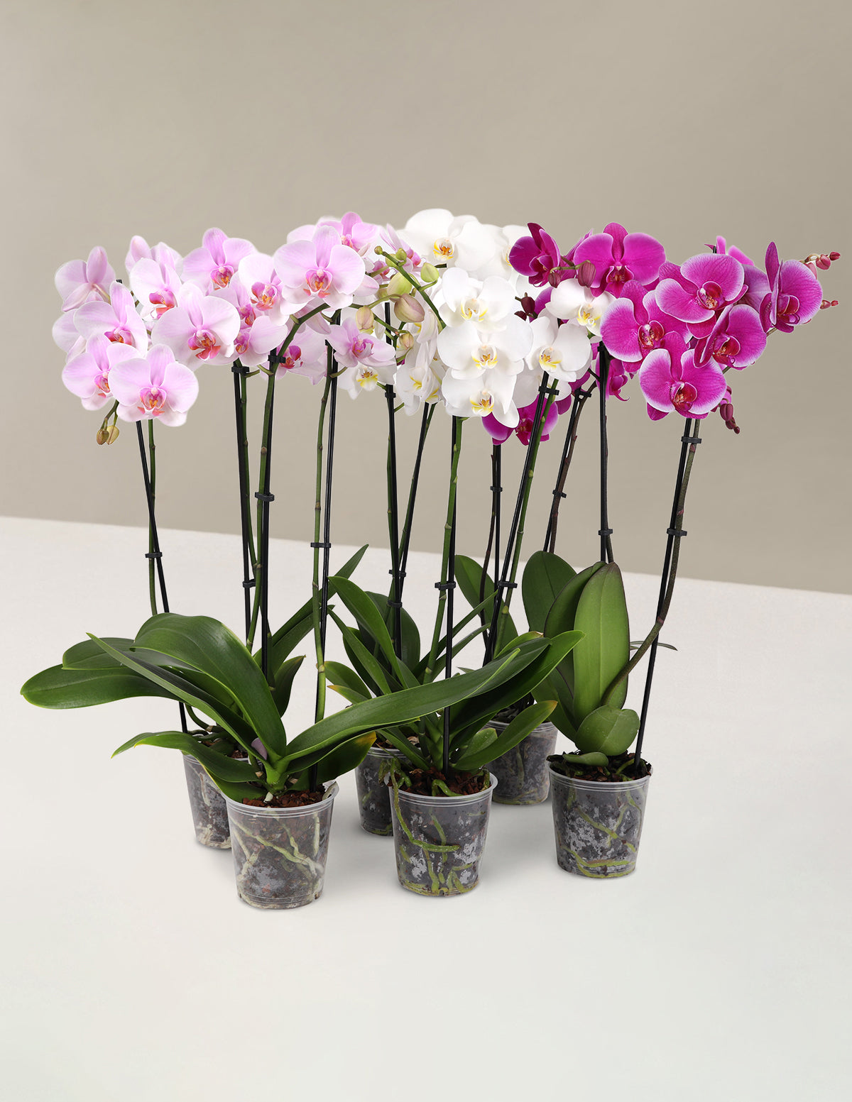 Orchid Confetti Parti Paketi