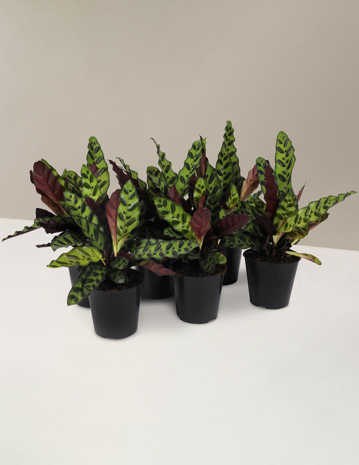 Calathea 'Rattlesnake' Parti Paketi