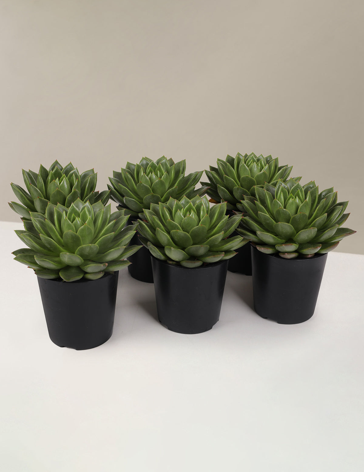 Echeveria Parti Paketi