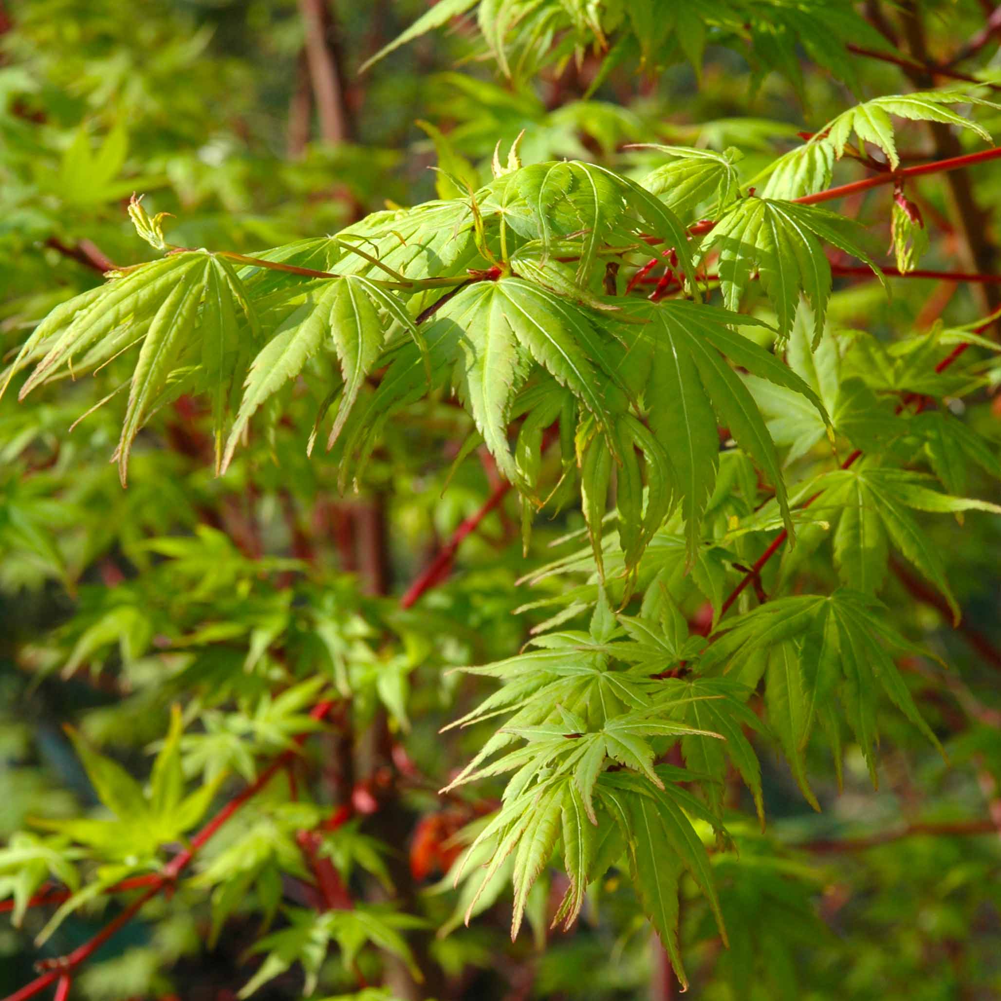 Coral Bark Japon Akçaağacı