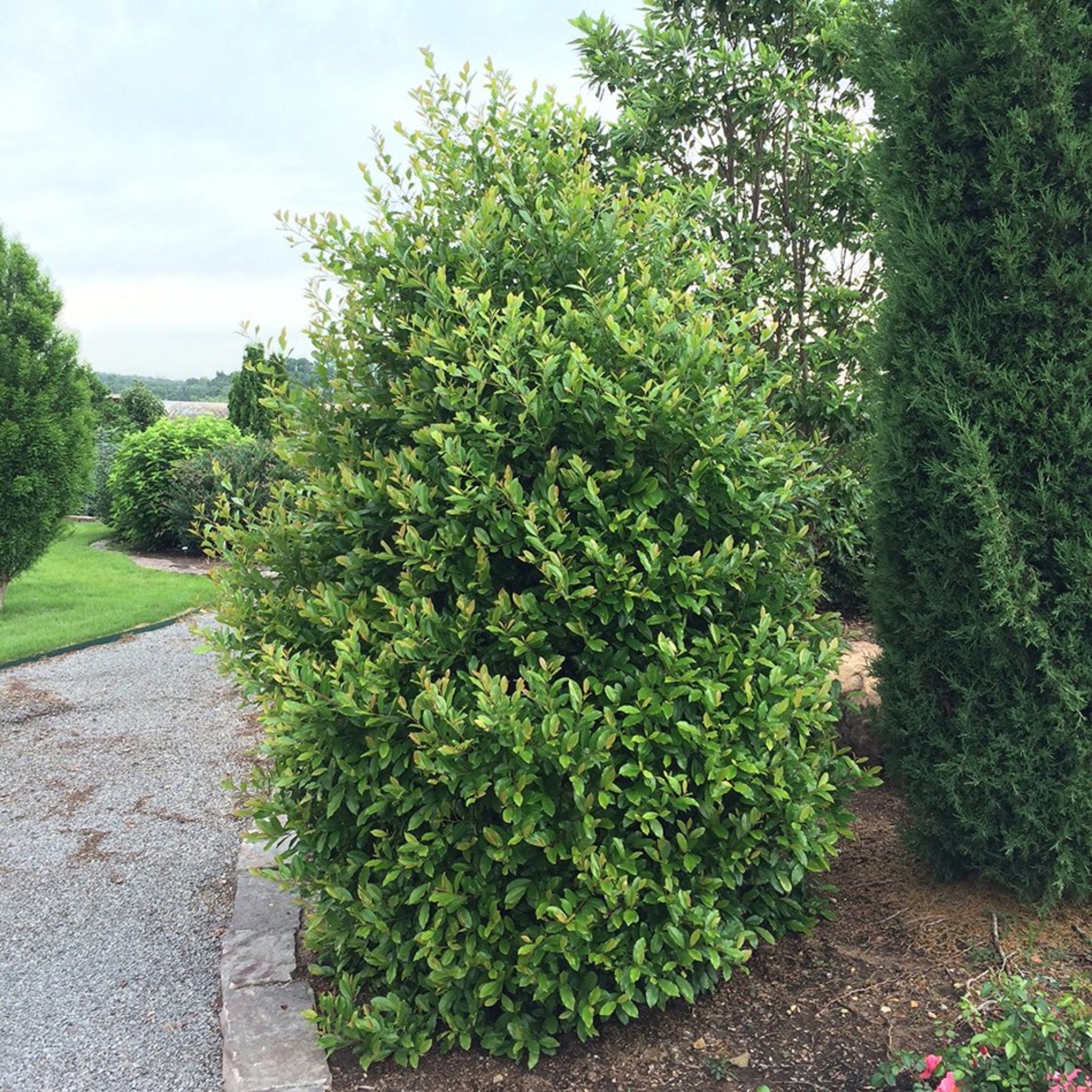 Centre Court™ Taflan (Cherry Laurel)