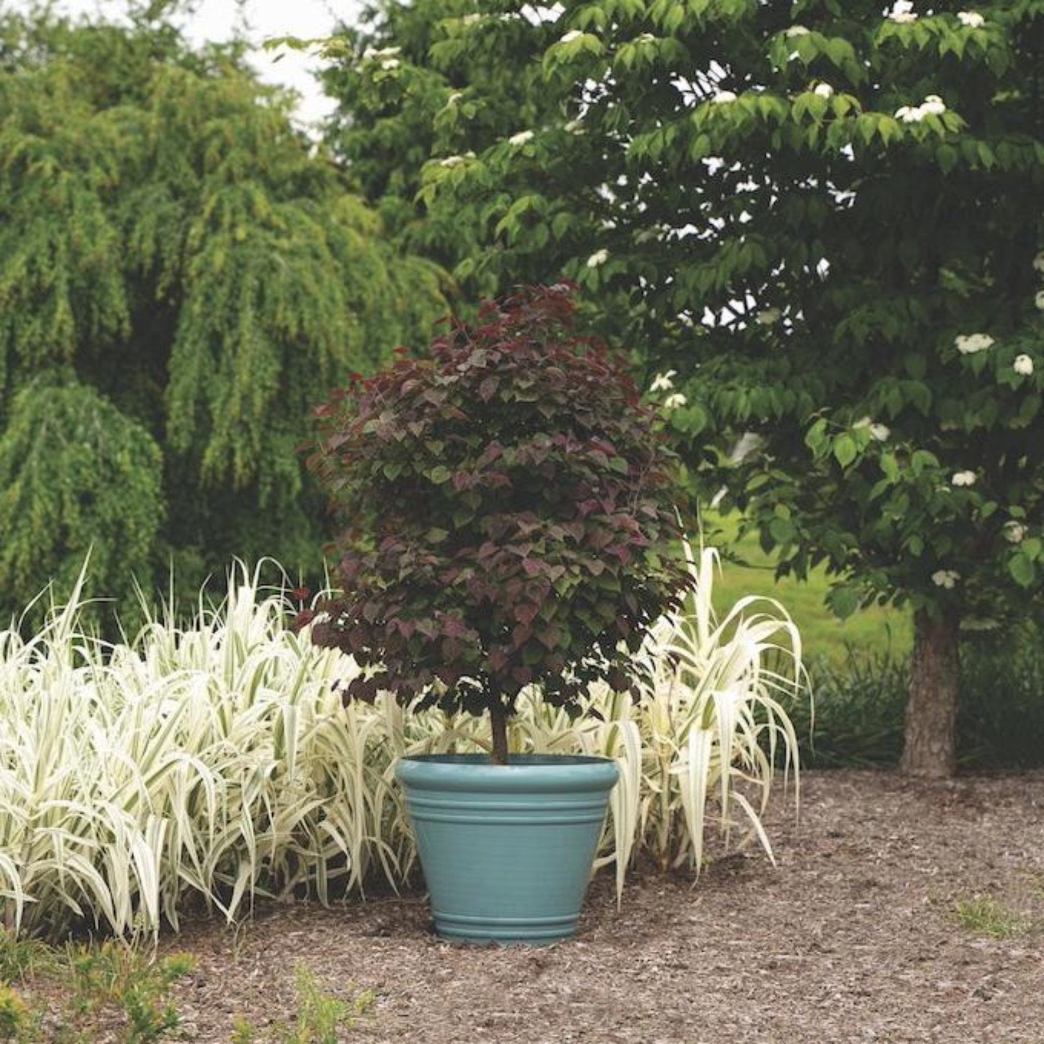 Garden Gems® Amethyst Erguvan