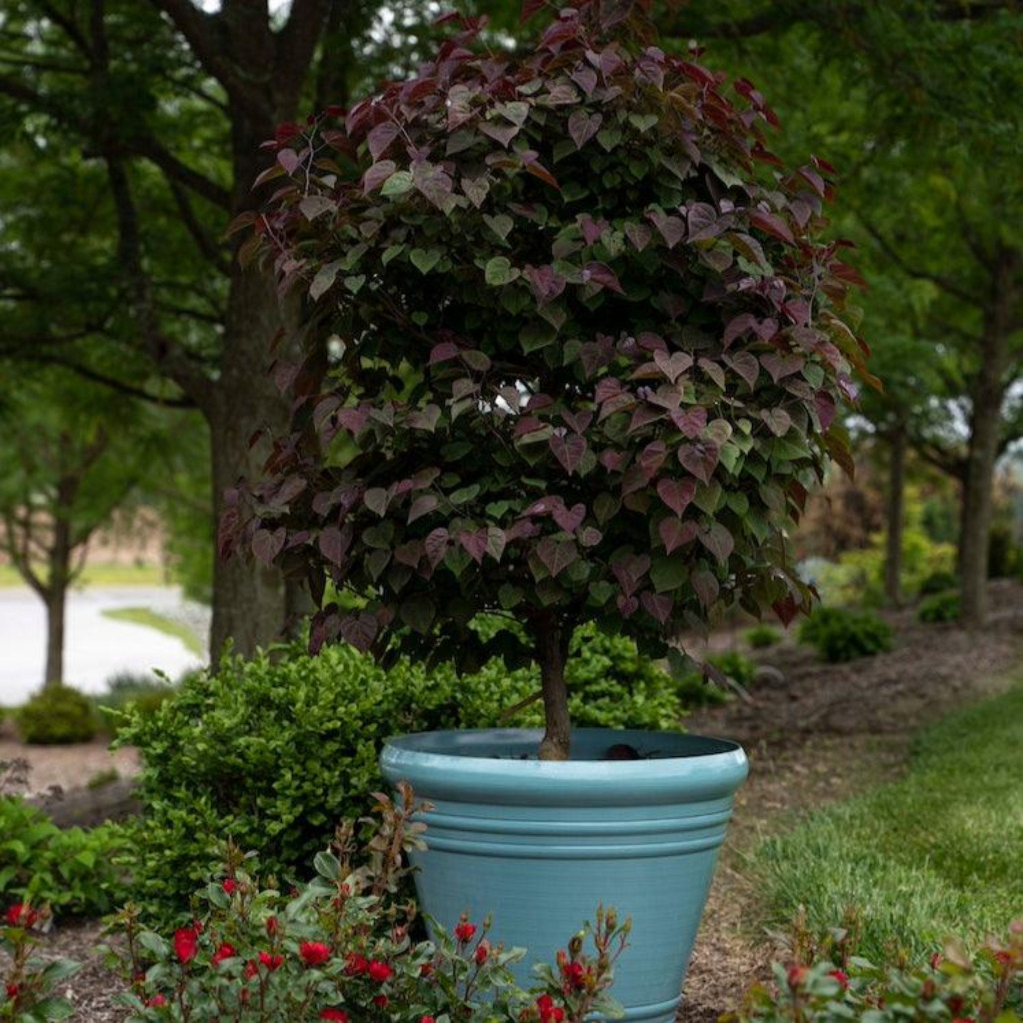 Garden Gems® Amethyst Erguvan