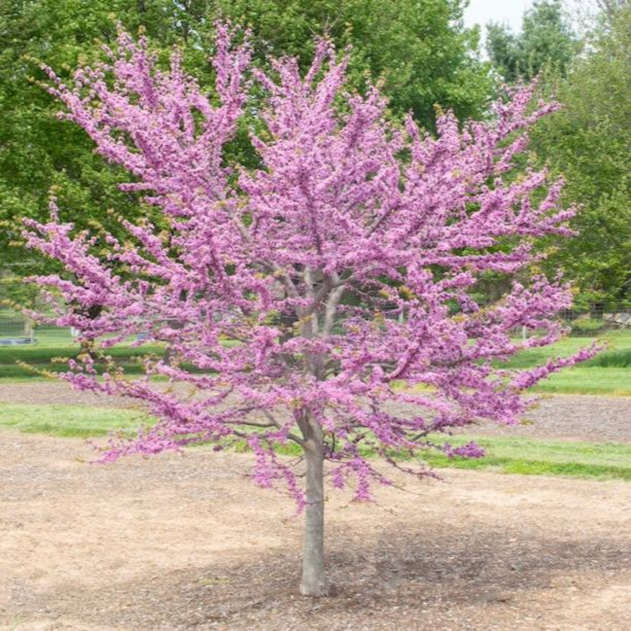 Garden Gems® Emerald Erguvan