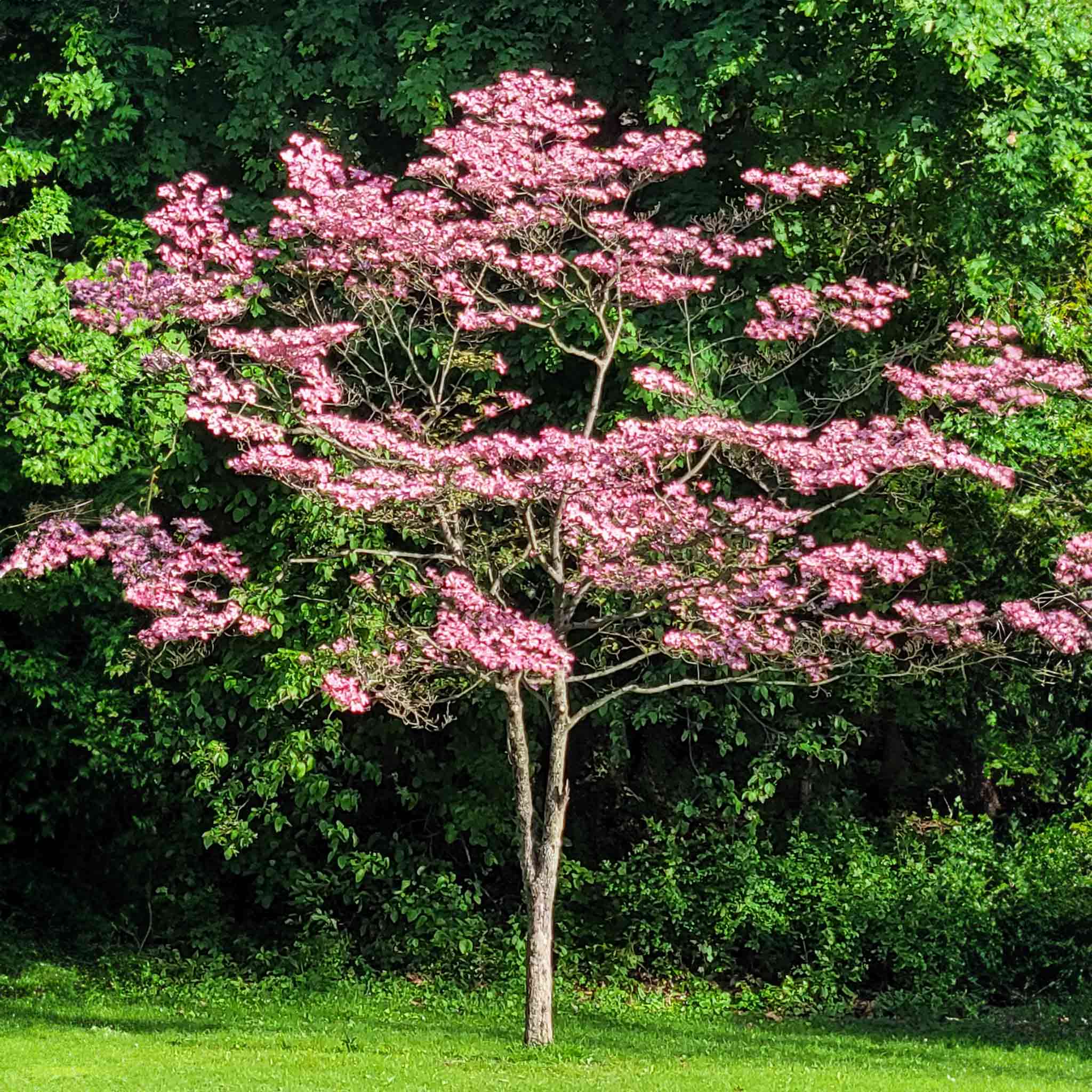 Cherokee Brave Pembe Çiçekli Kızılcık (Dogwood)