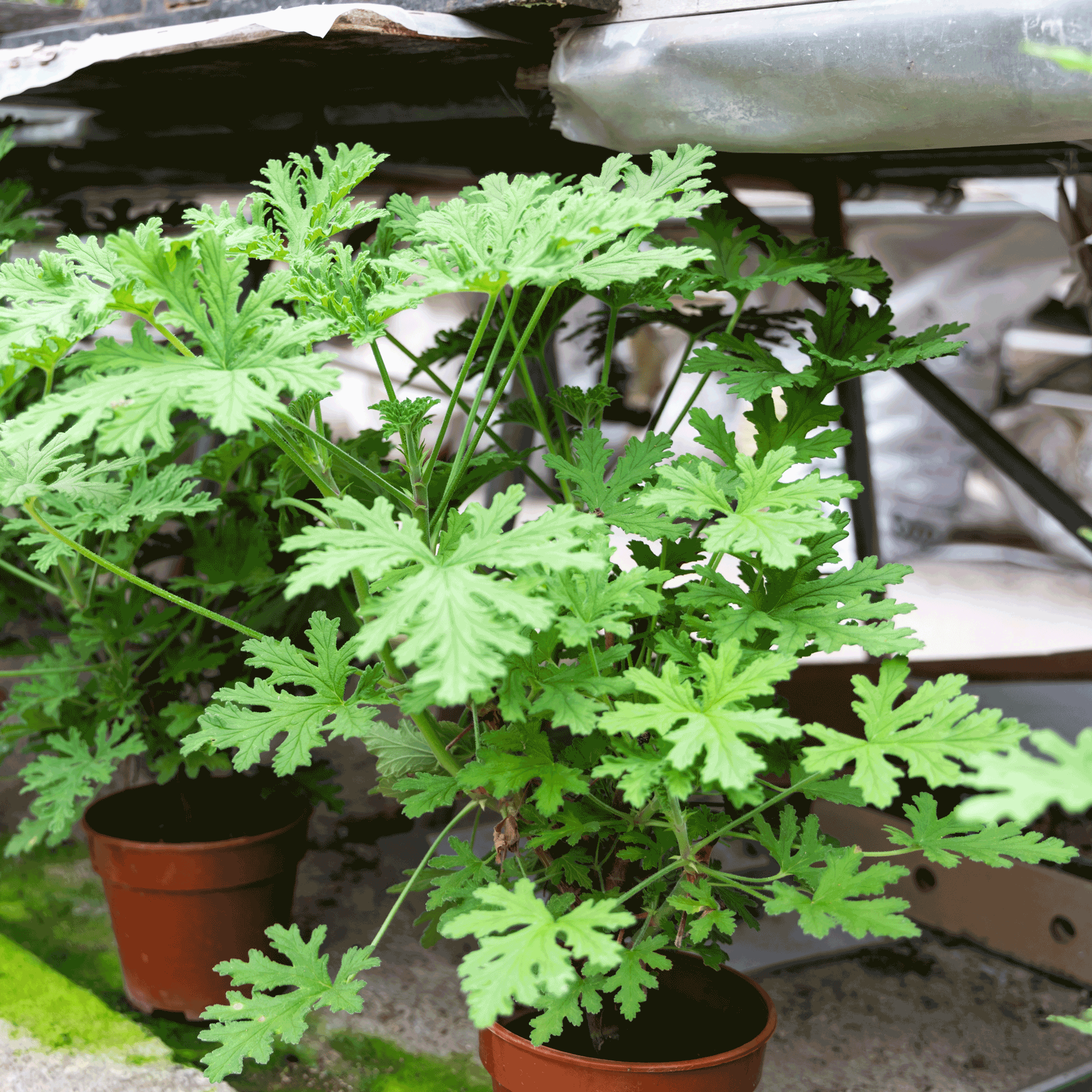 Citronella (Sinekkovan) Çalısı