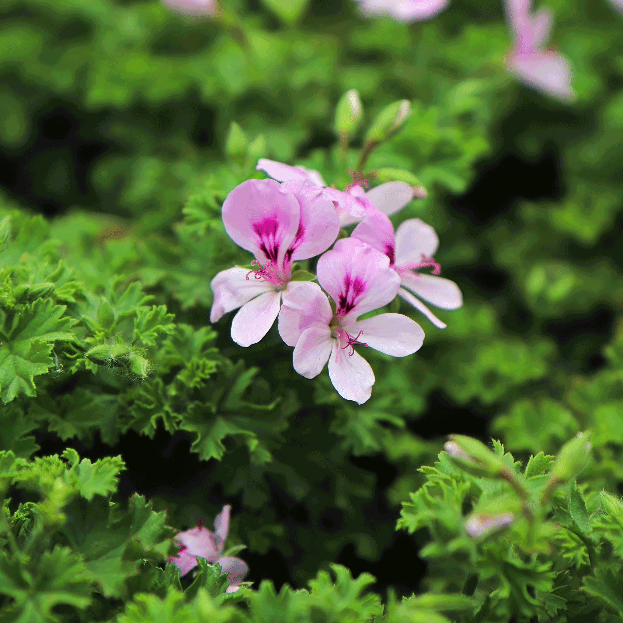 Citronella (Sinekkovan) Çalısı