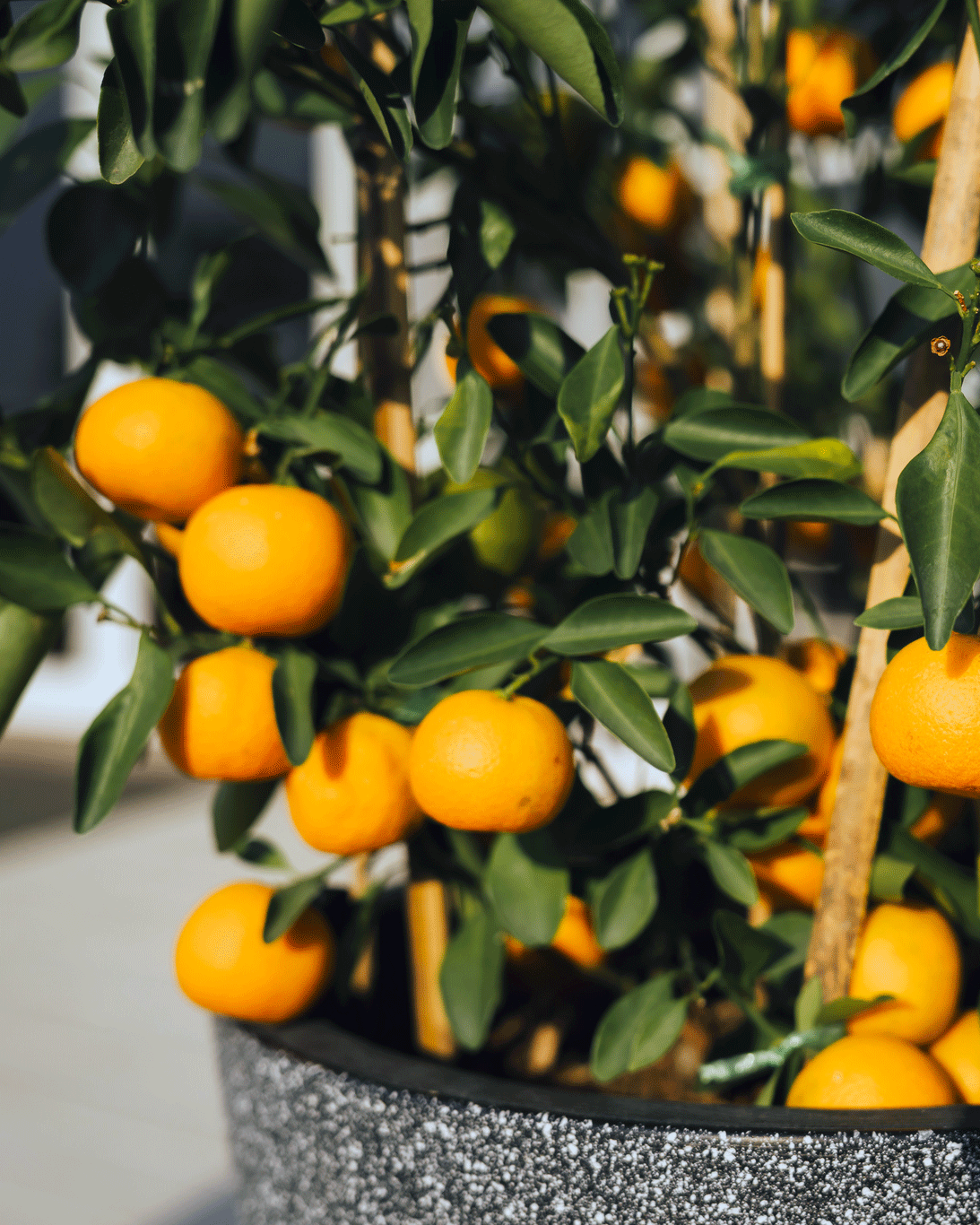 Clementine Mandalina Ağacı
