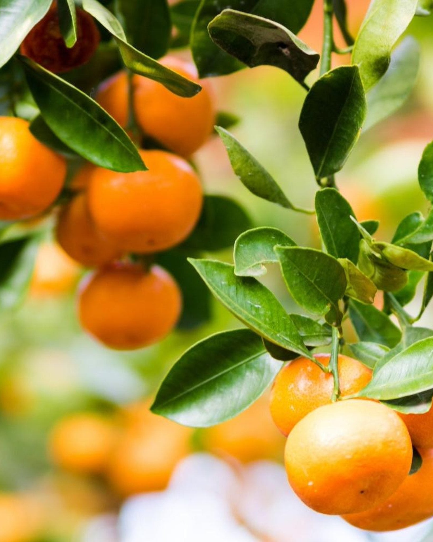 Clementine Mandalina Ağacı