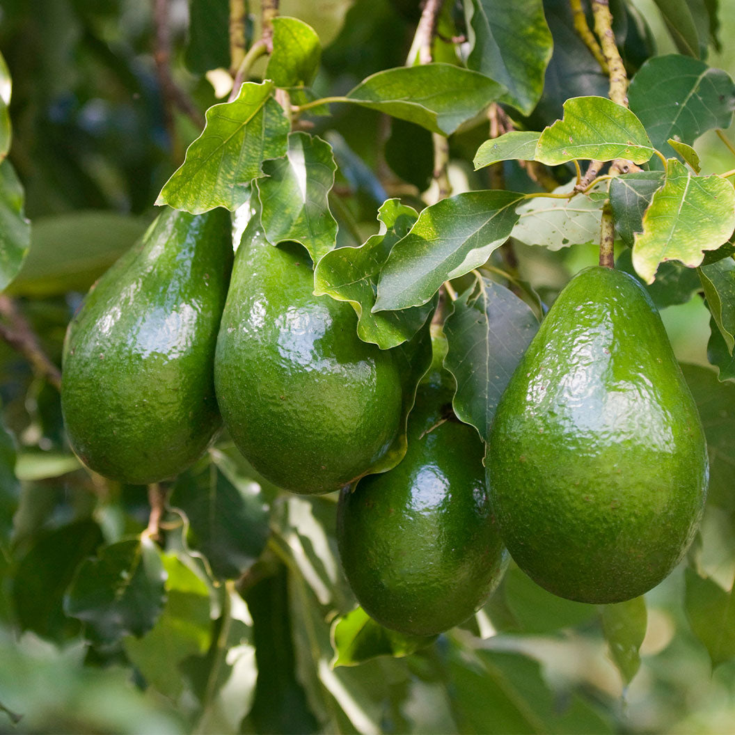 Soğuğa Dayanıklı Avokado Ağacı