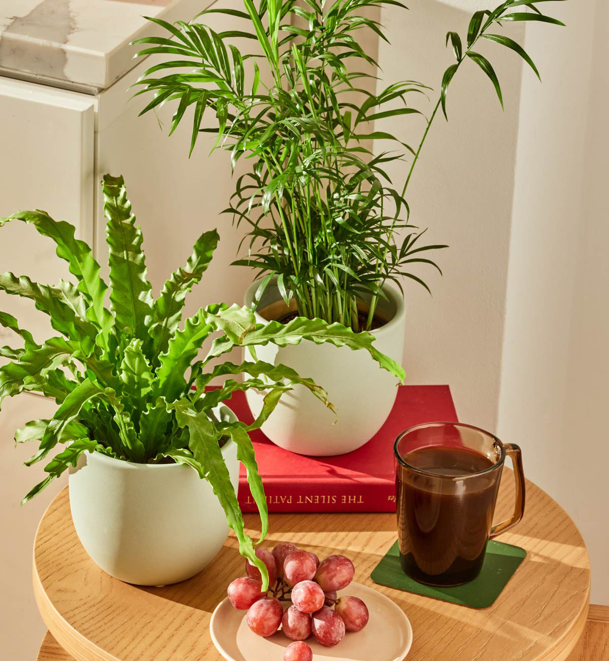 Fern Friends Parti Paketi
