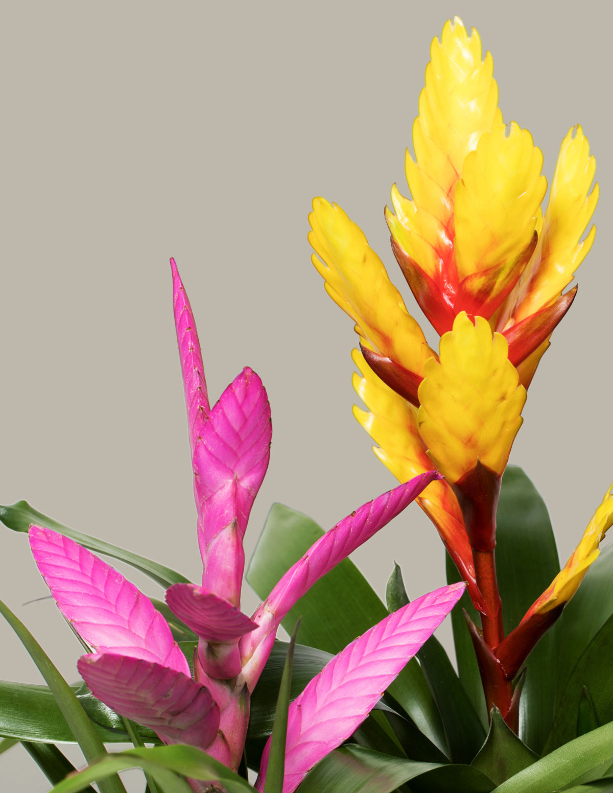 Vriesea Evita Yellow Bromelia