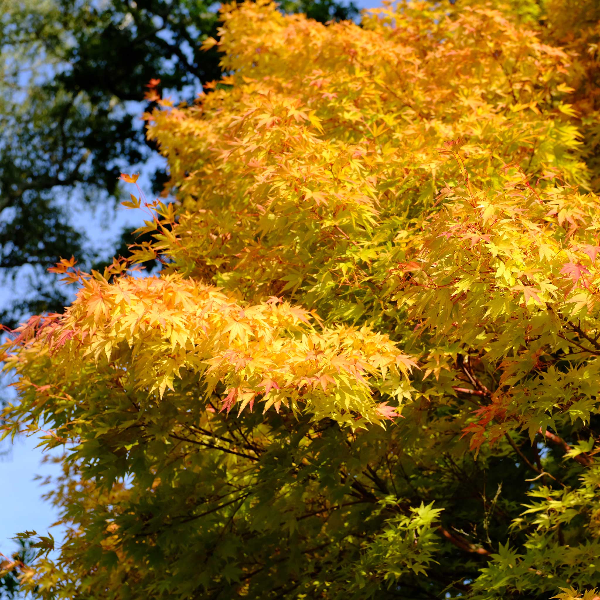 Coral Bark Japon Akçaağacı