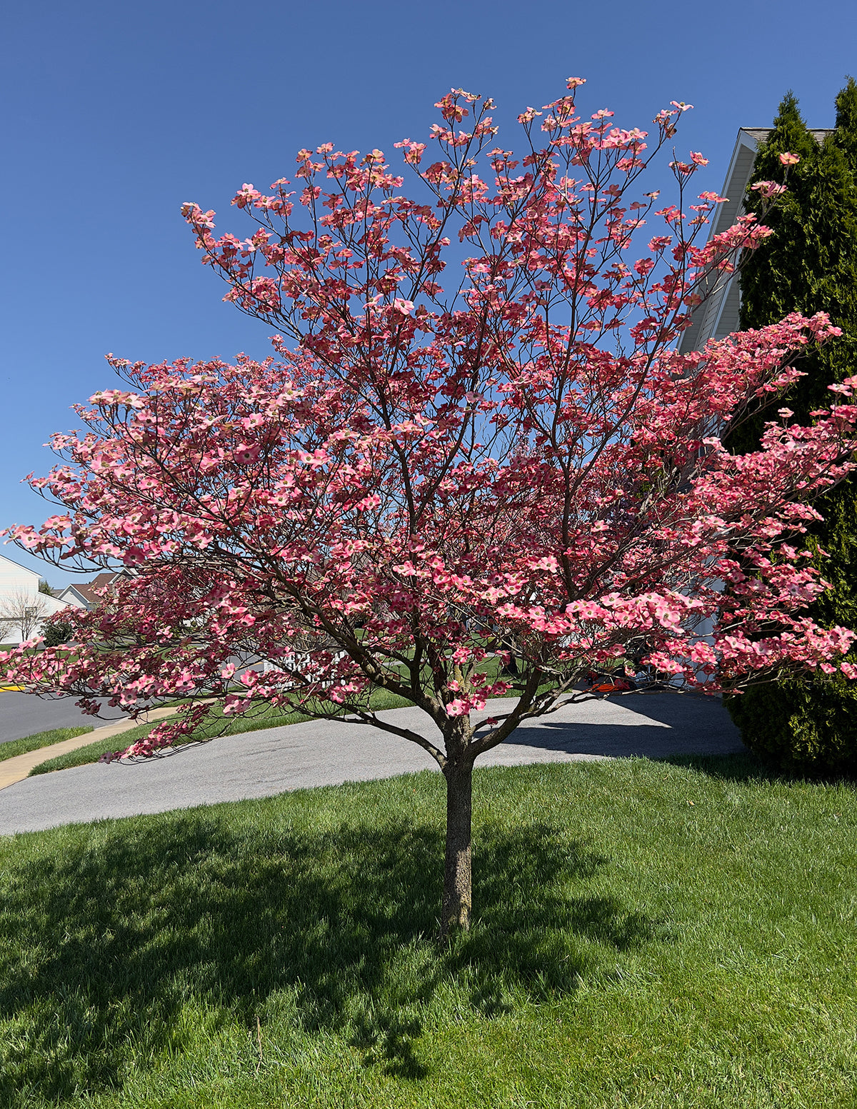 Cherokee Chief Pembe Kızılcık (Dogwood)