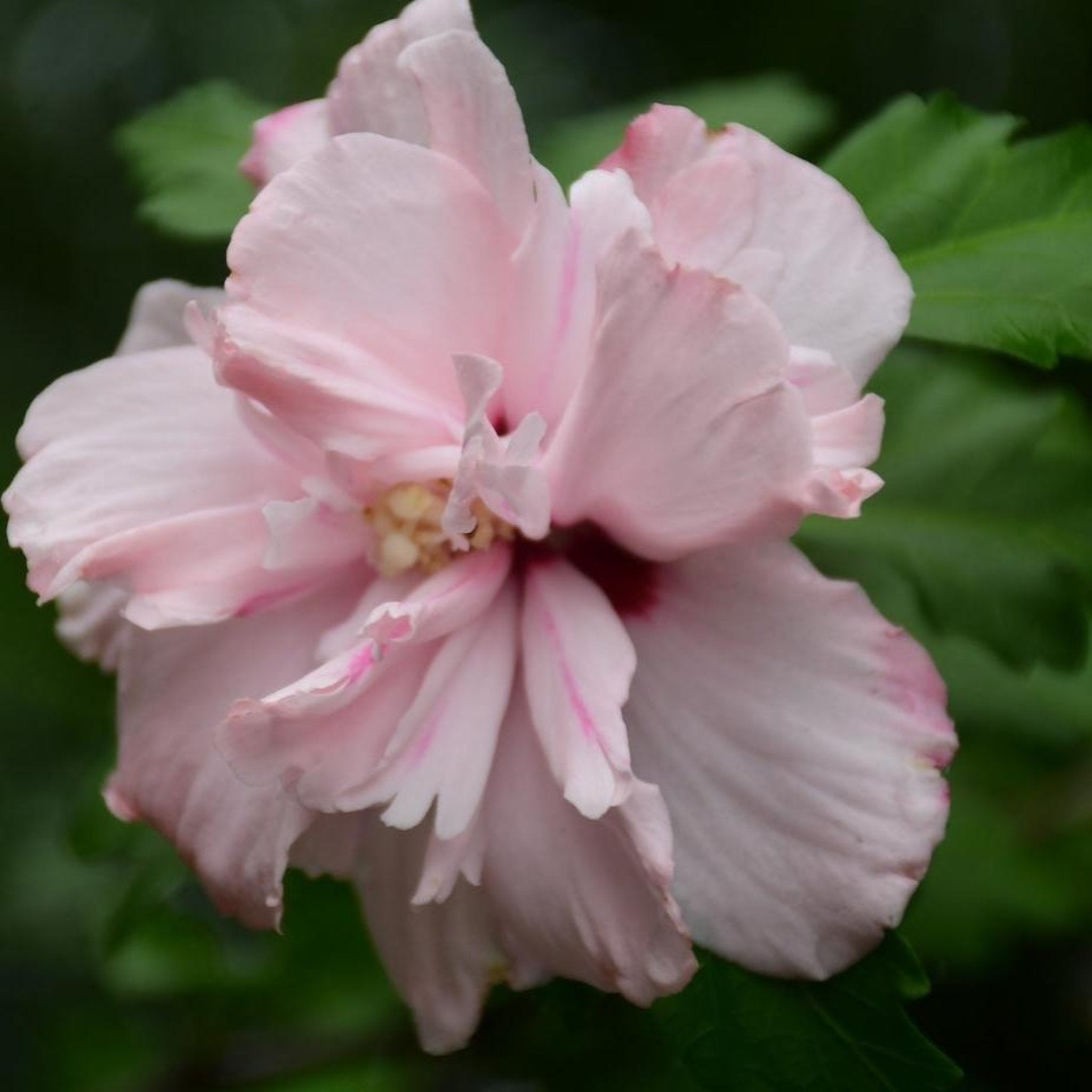 Katmerli Pembe Hatmi Ağacı