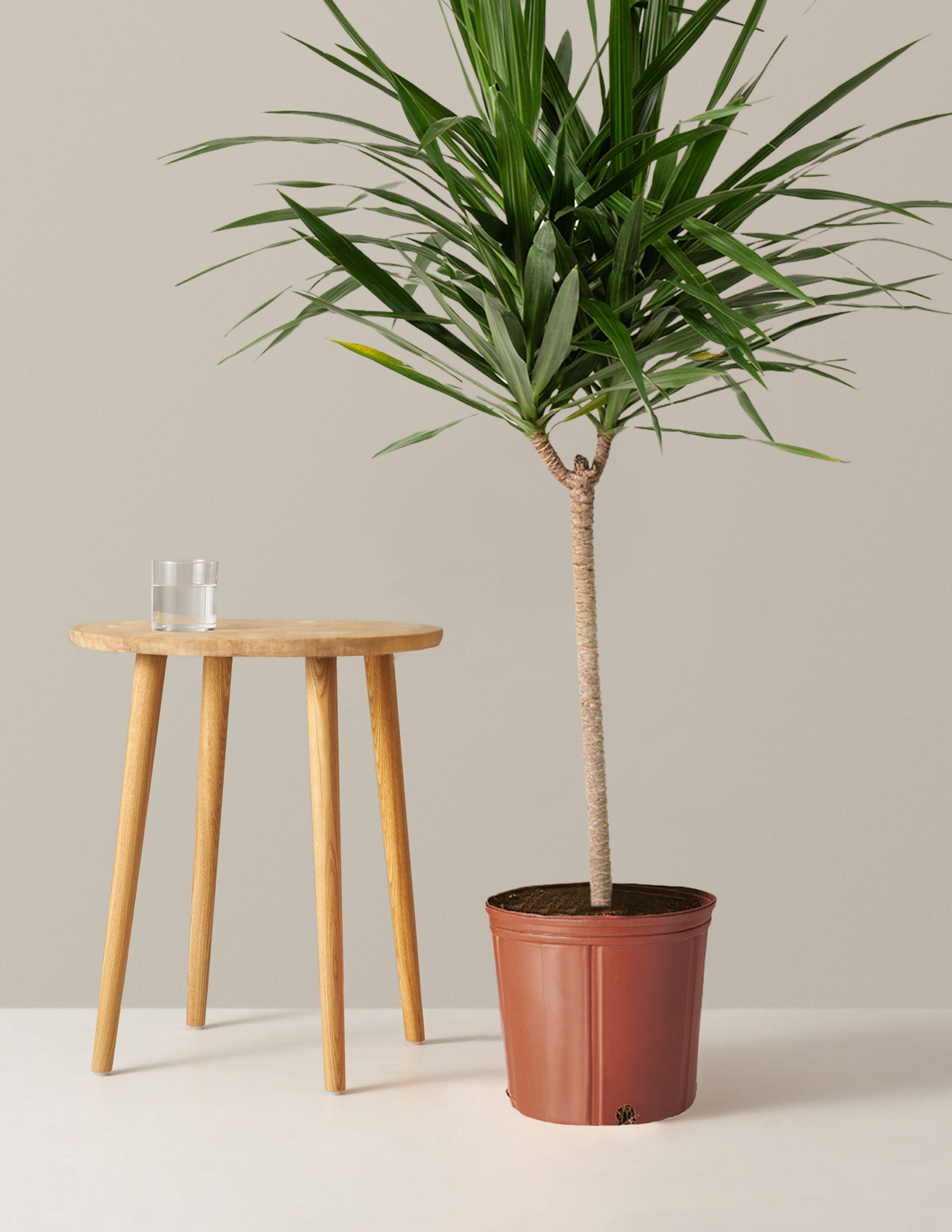 Büyük Boy Dracaena Tarzan