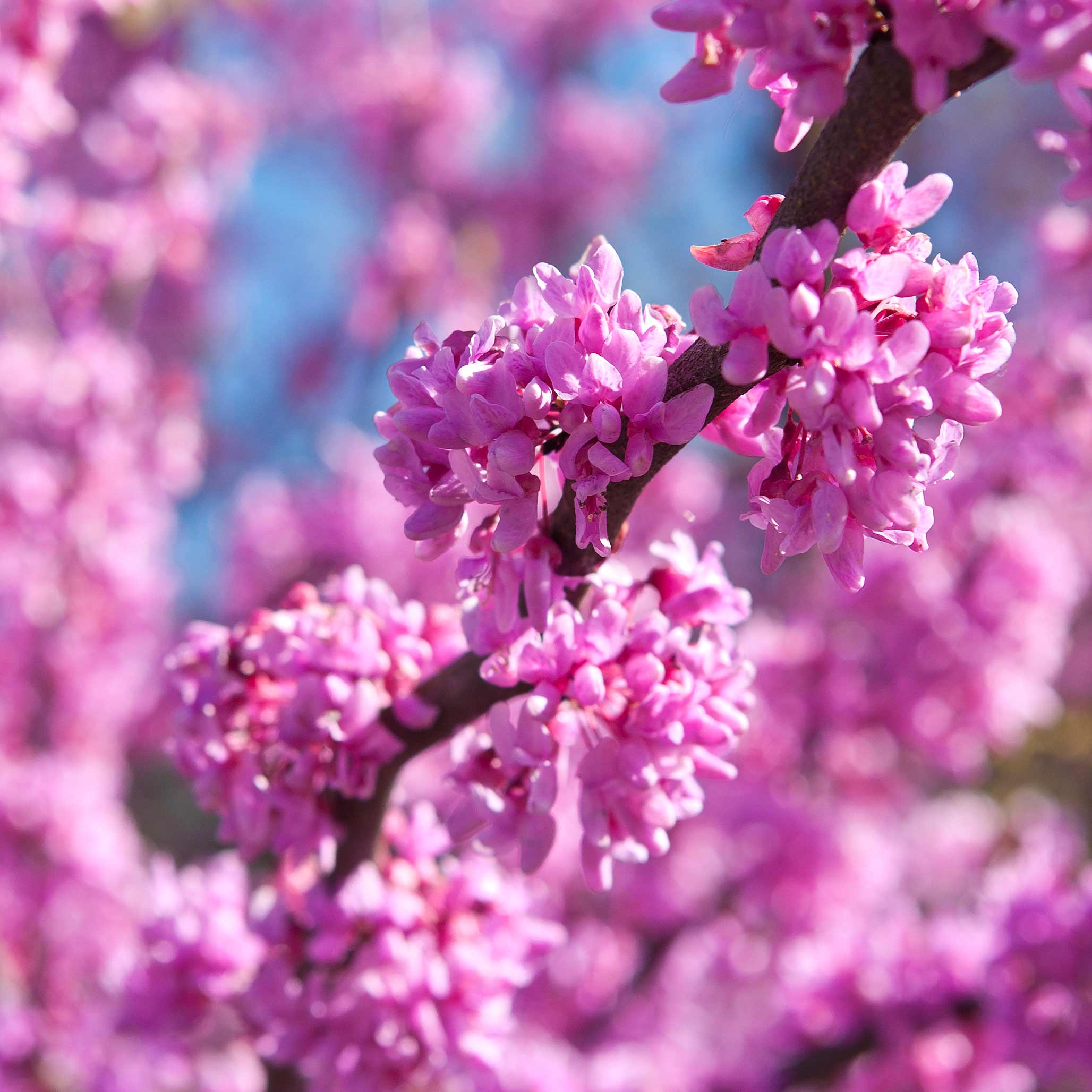 Erguvan (Eastern Redbud)