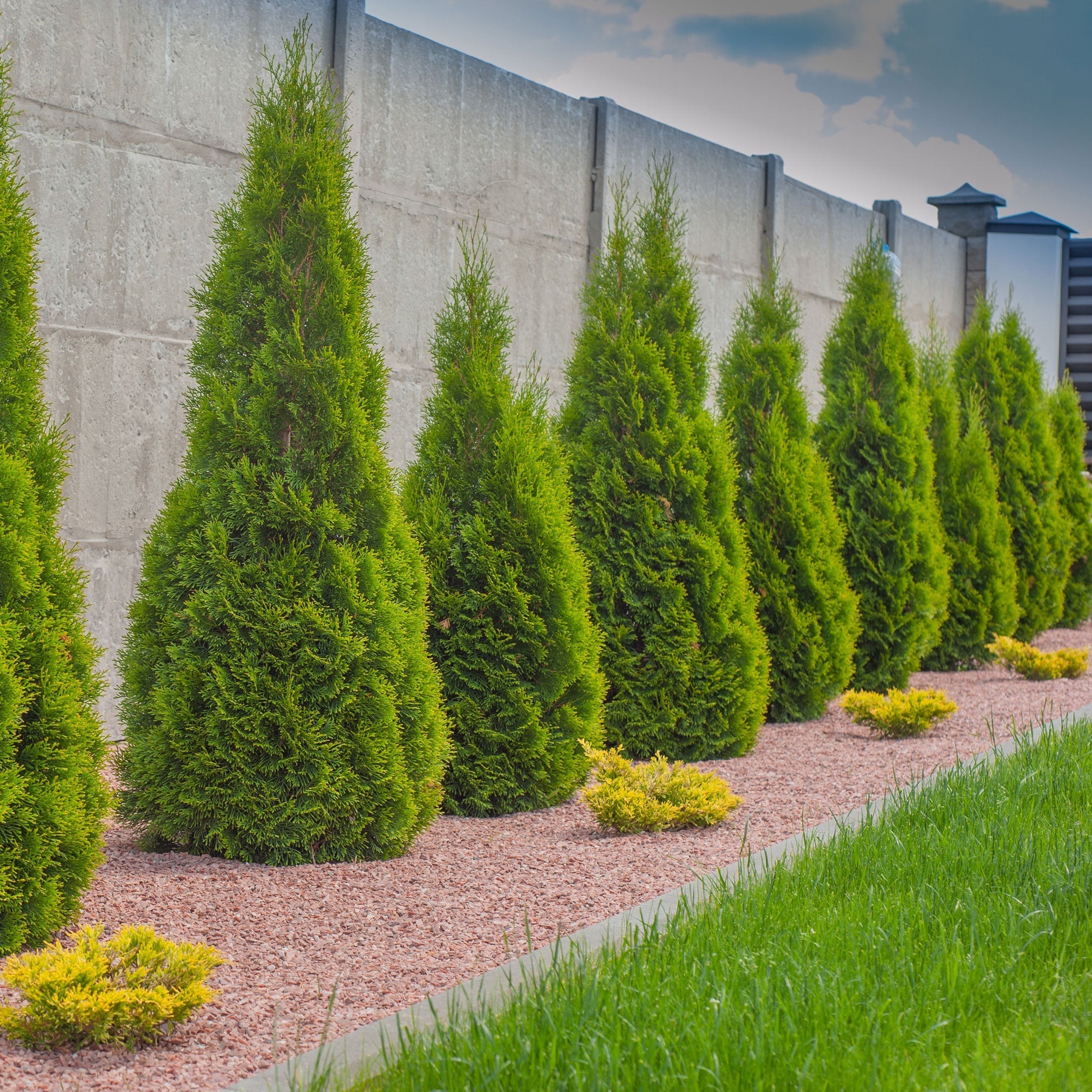 Emerald Green Arborvitae (Zümrüt Yeşil Mazı)