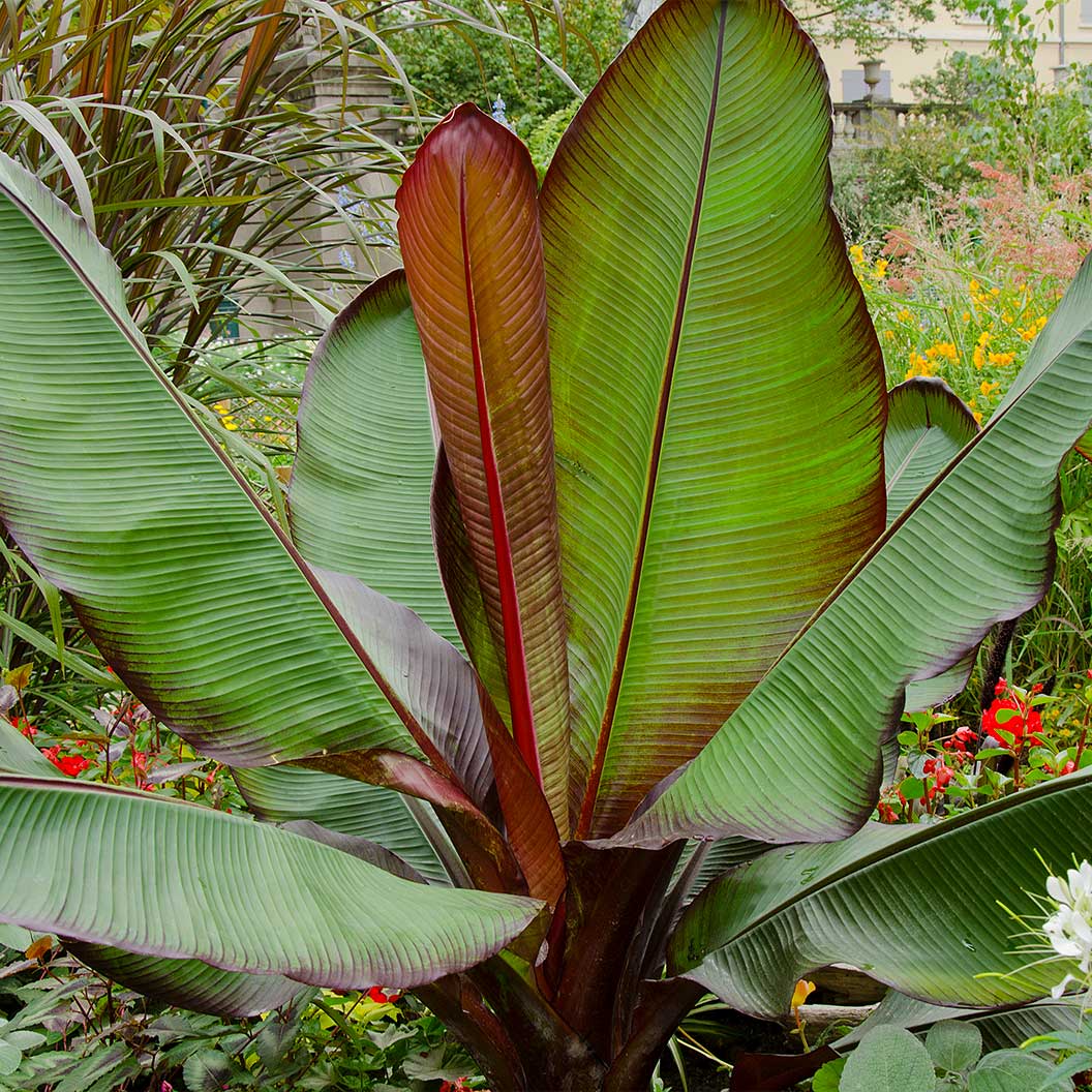 Ensete Muz Bitkisi