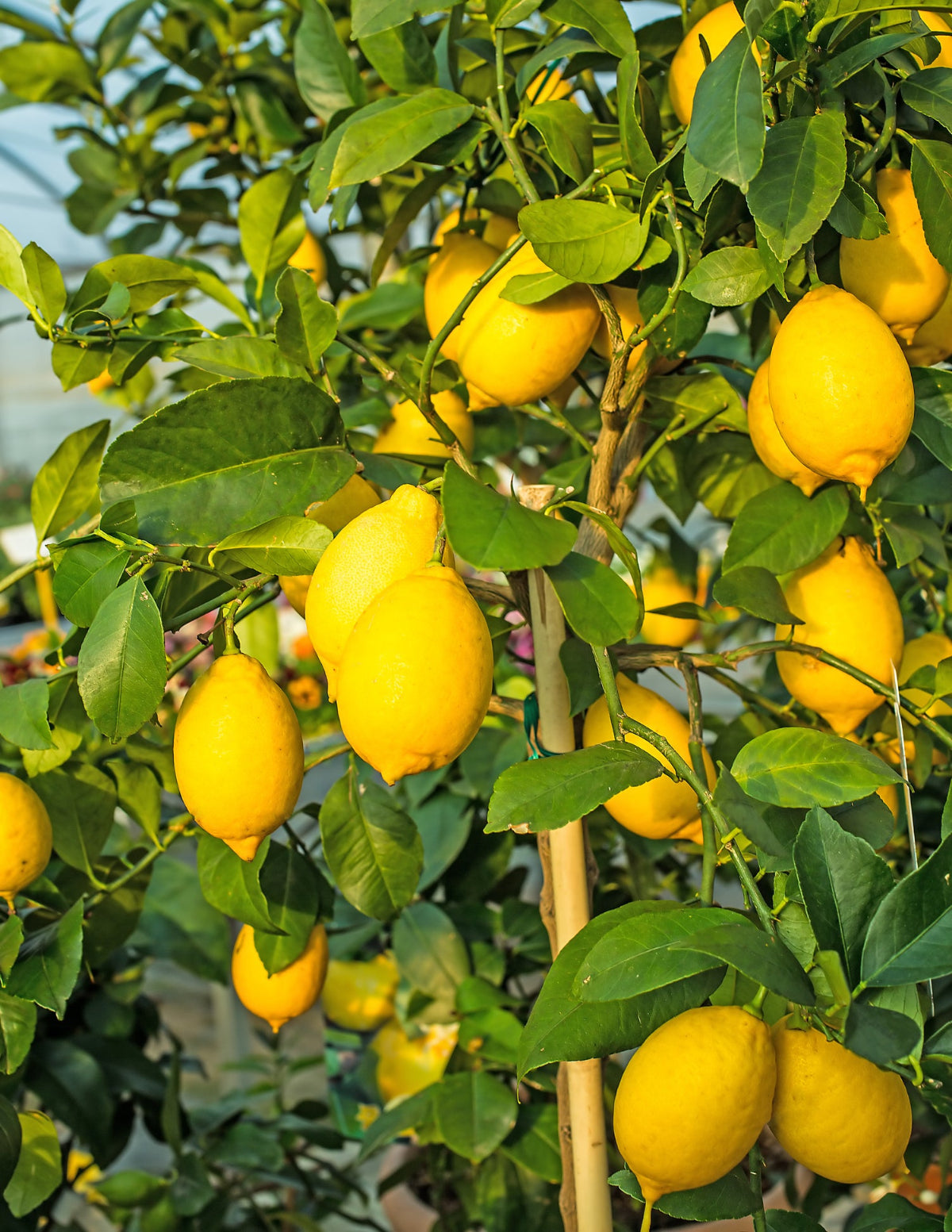 Eureka Limon Ağacı