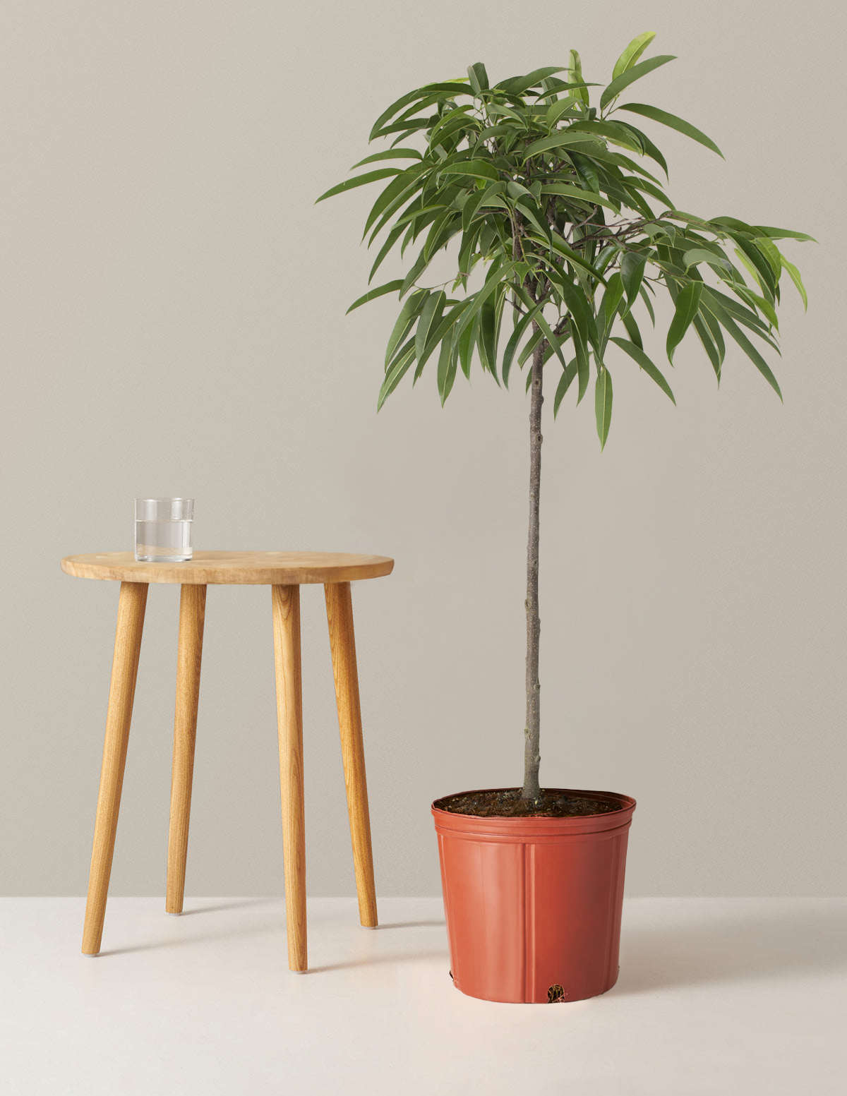 Büyük Boy Ficus Alii