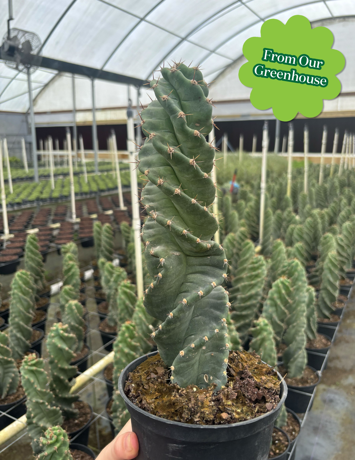 Spiral Kaktüs (Cereus forbesii)