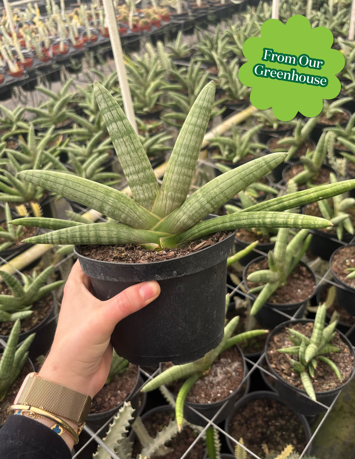 Yıldız Paşa Kılıcı (Snake Plant Starfish)