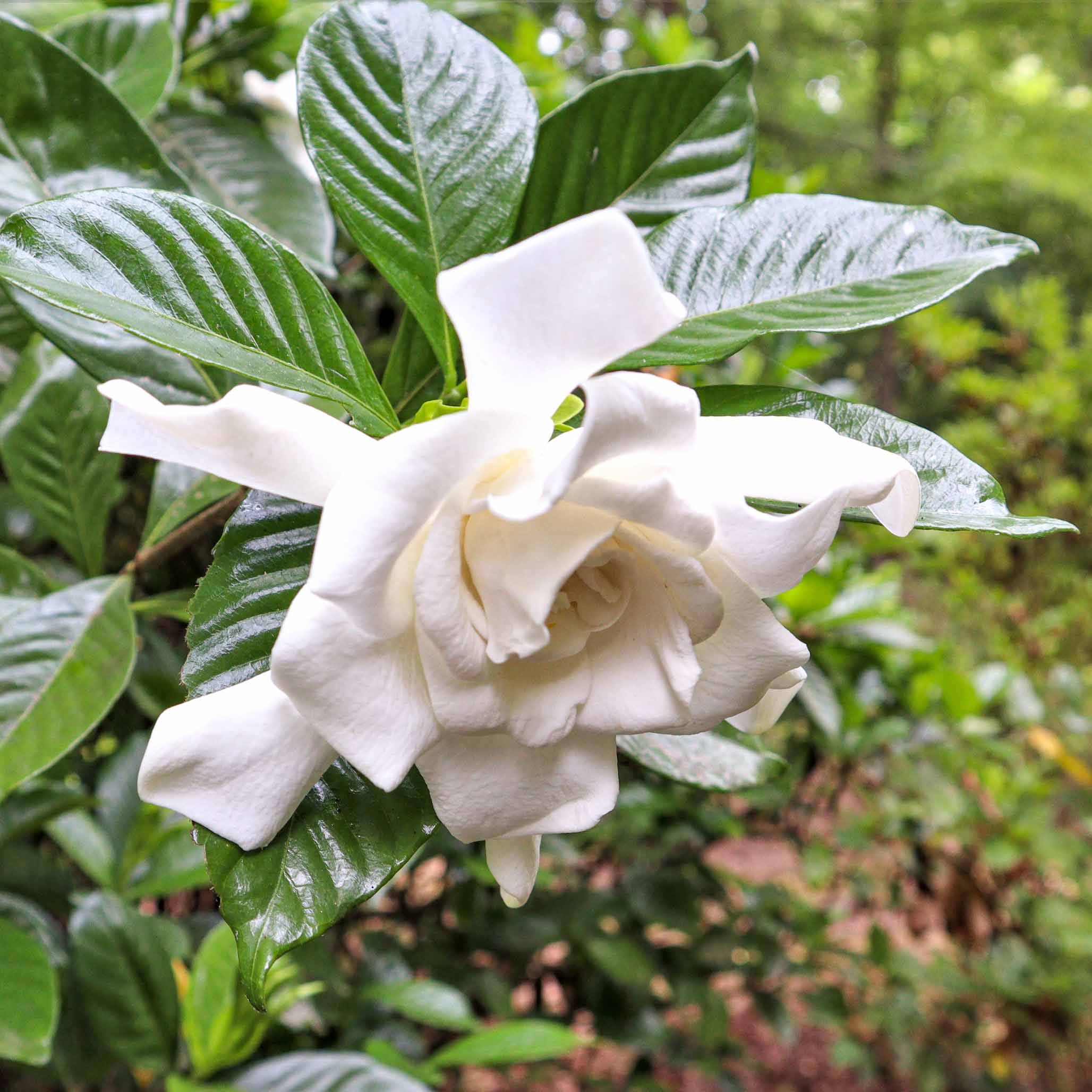 Frost Proof Gardenia (Donmaya Dayanıklı Gardenya)