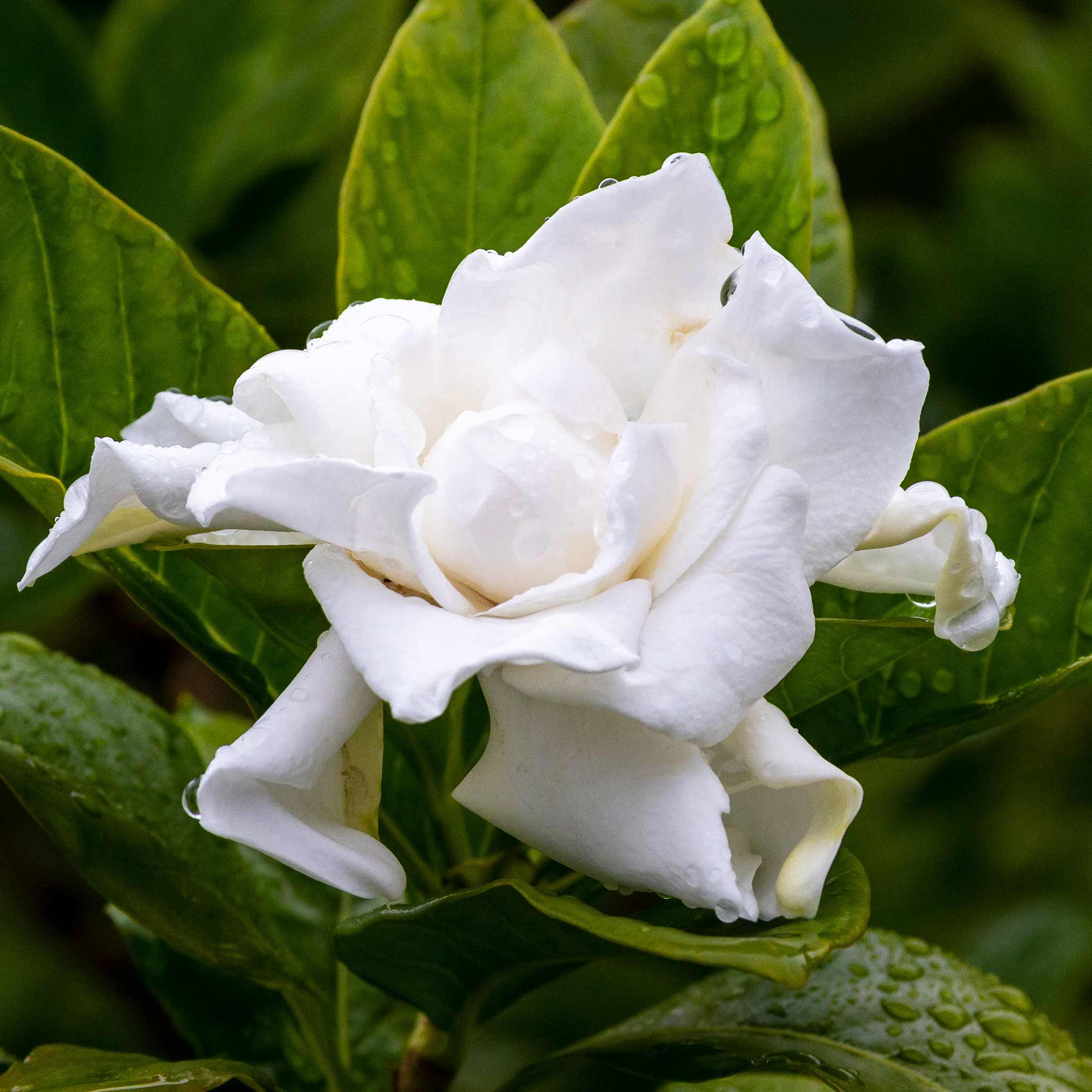 Frost Proof Gardenia (Donmaya Dayanıklı Gardenya)