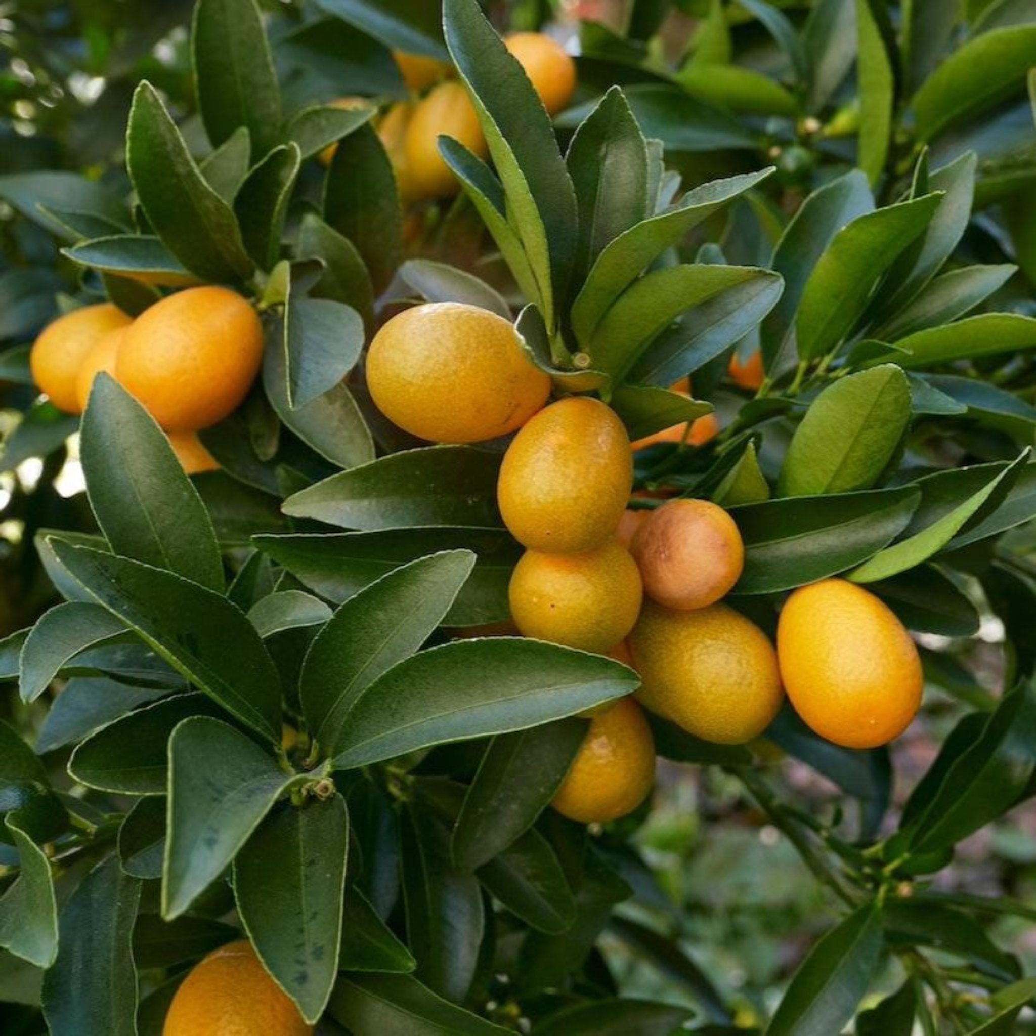 Fukushu Kumquat Ağacı