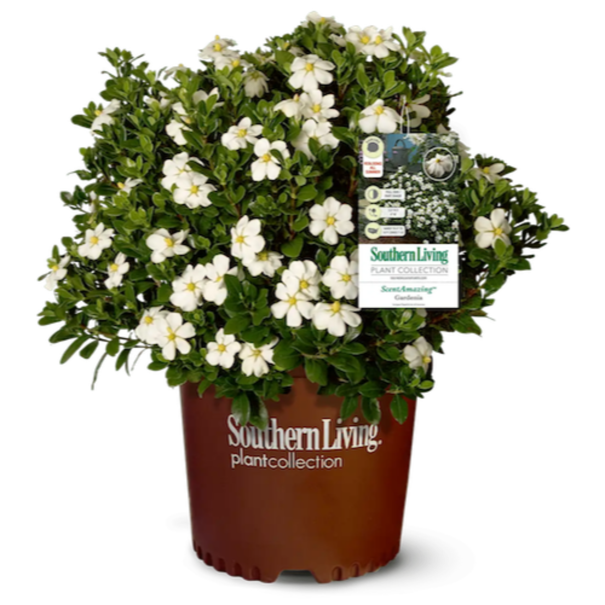 ScentAmazing® Gardenya