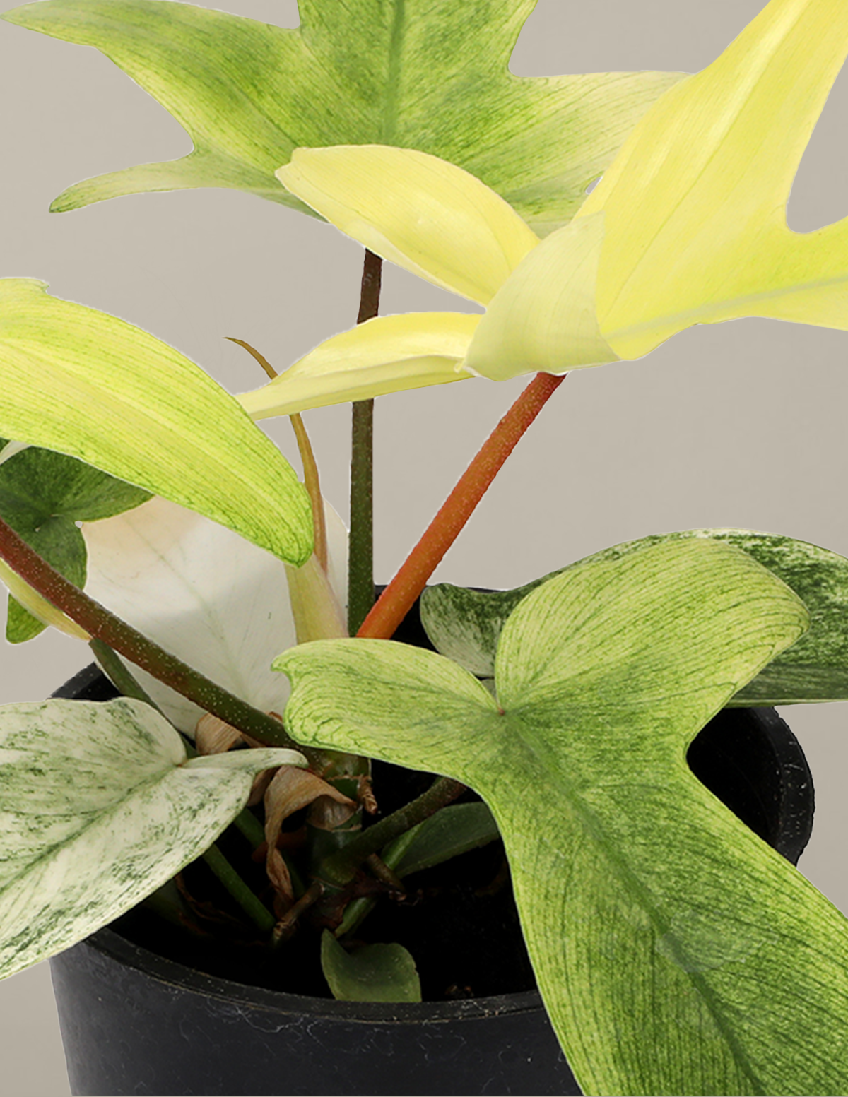 Philodendron 'Florida Ghost'