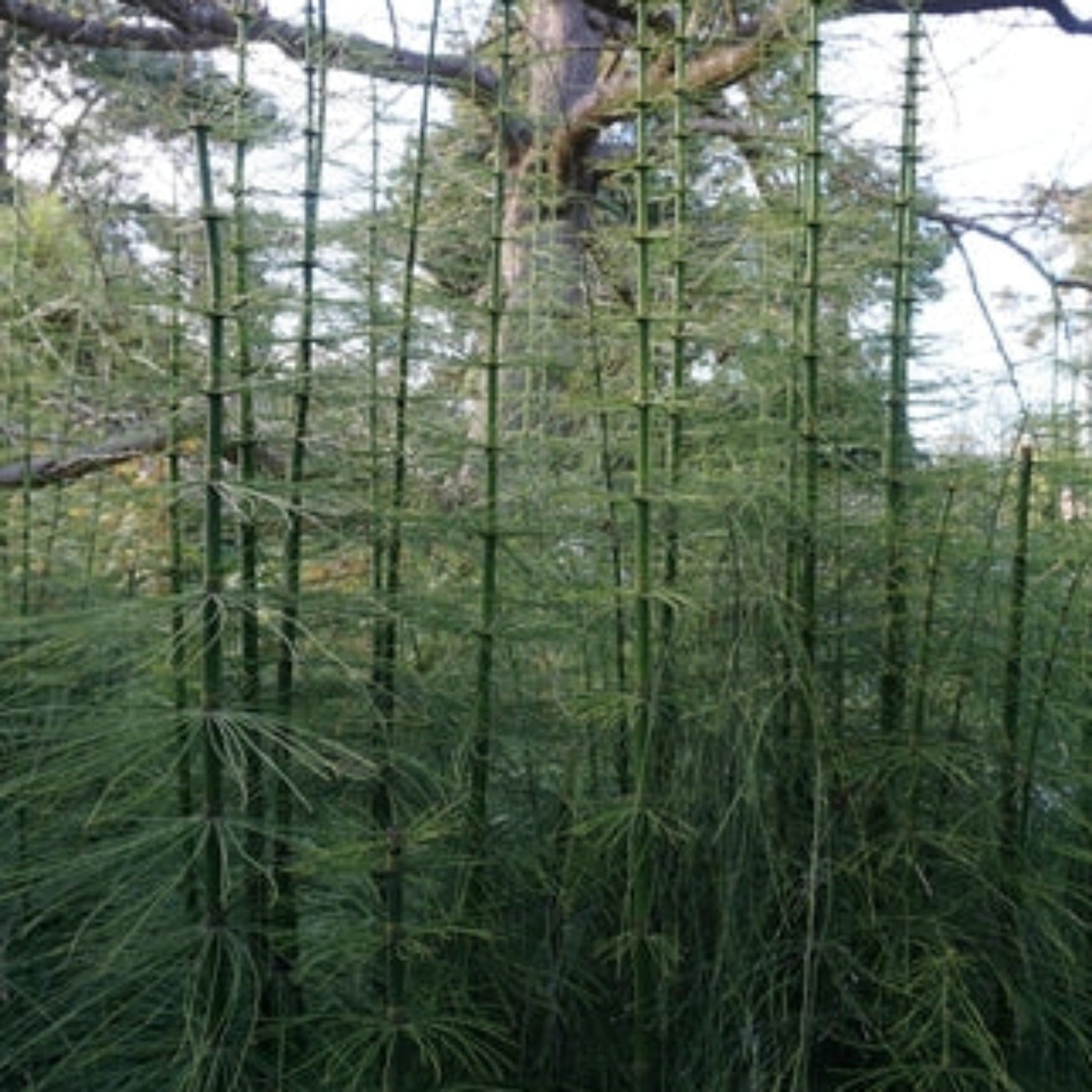 Dev Atkuyruğu Otu (Giant Horsetail Reed)