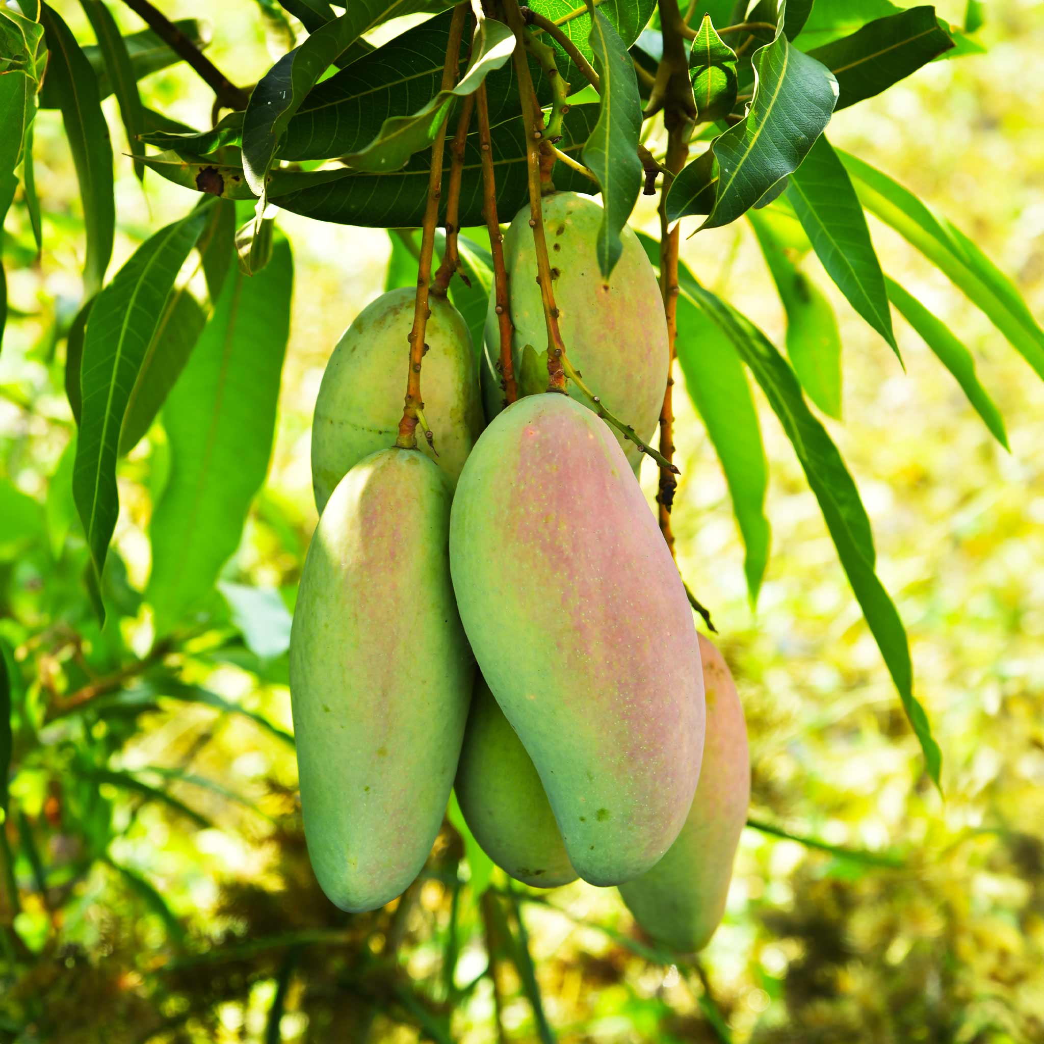 Glenn Mango Ağacı
