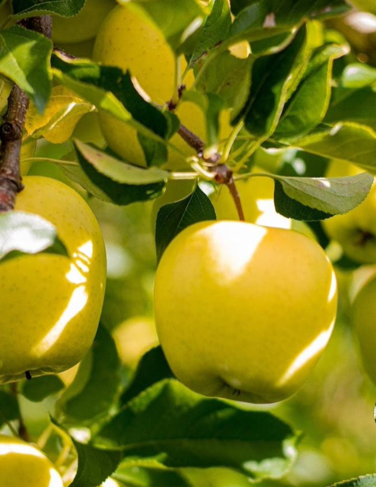 Golden Treat™ Fruit Snacks™ Elma Ağacı