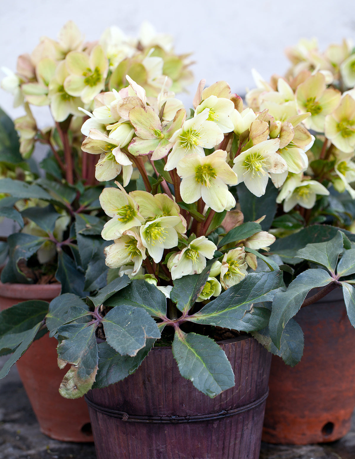 Ivory Prince Hellebore (Noel Gülü)
