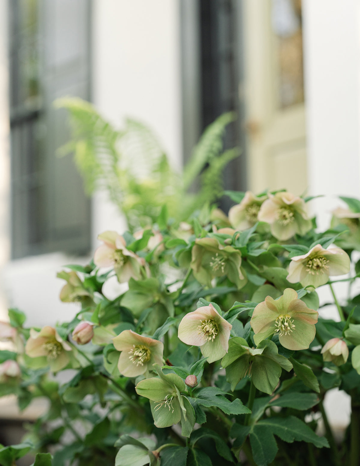Ivory Prince Hellebore (Noel Gülü)