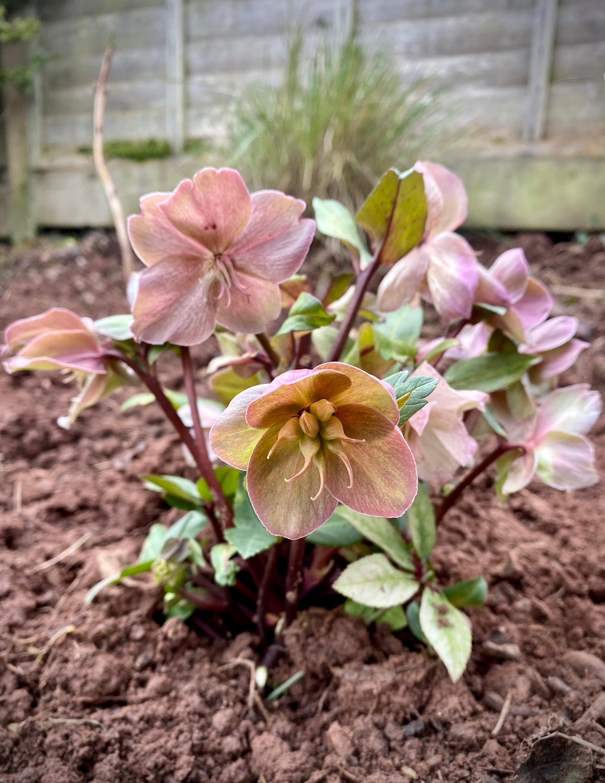 Ivory Prince Hellebore (Noel Gülü)