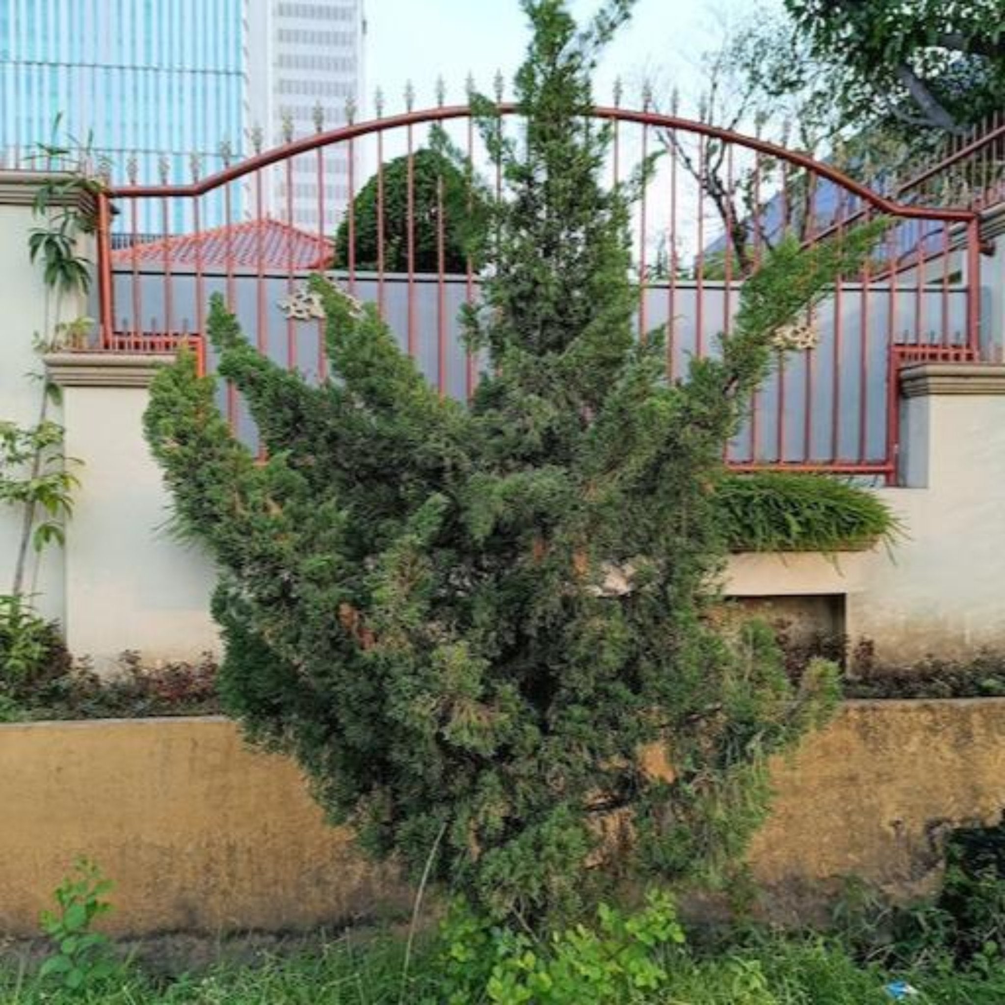 Hollywood Ardıç Ağacı