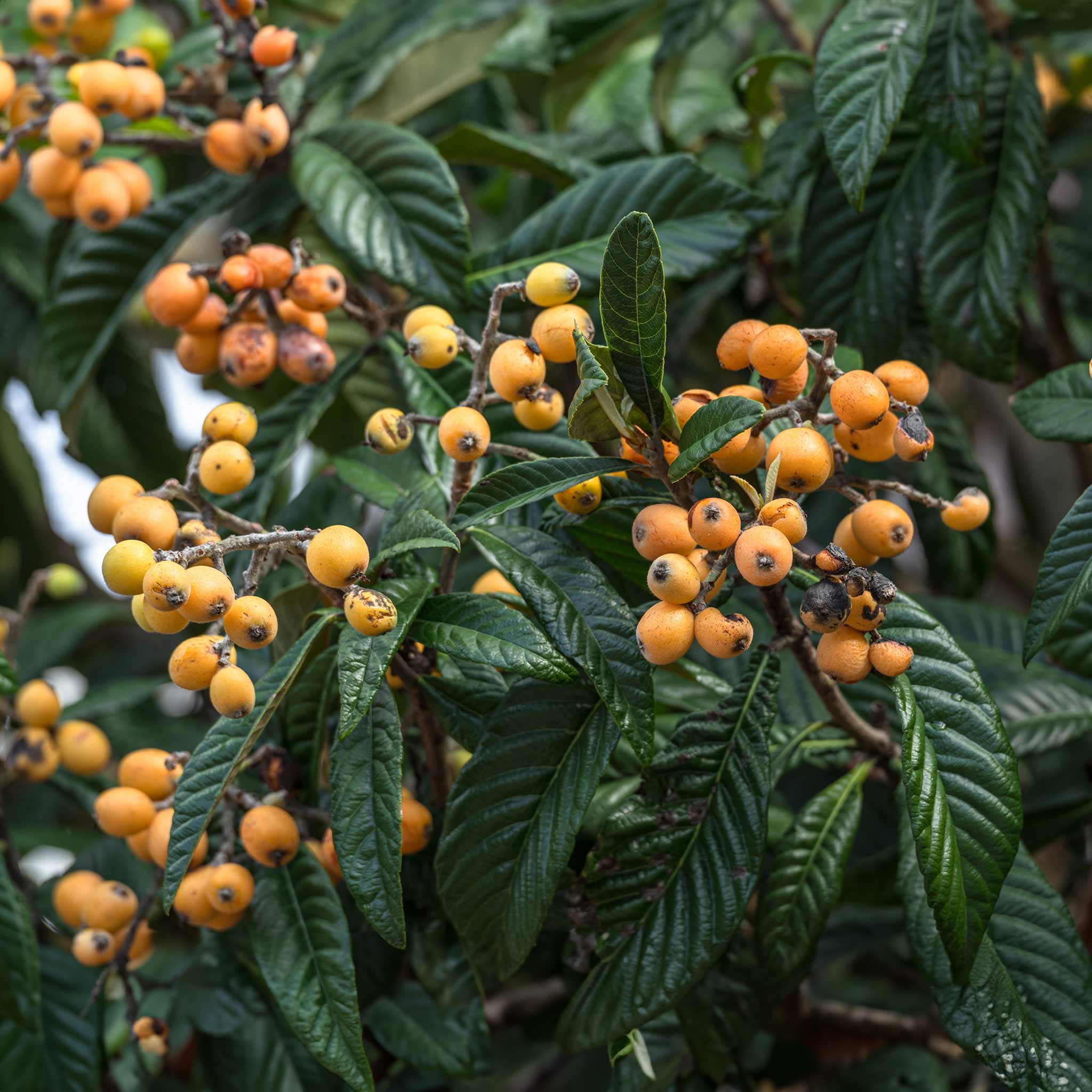 Japon Malta Eriği (Eriobotrya japonica)