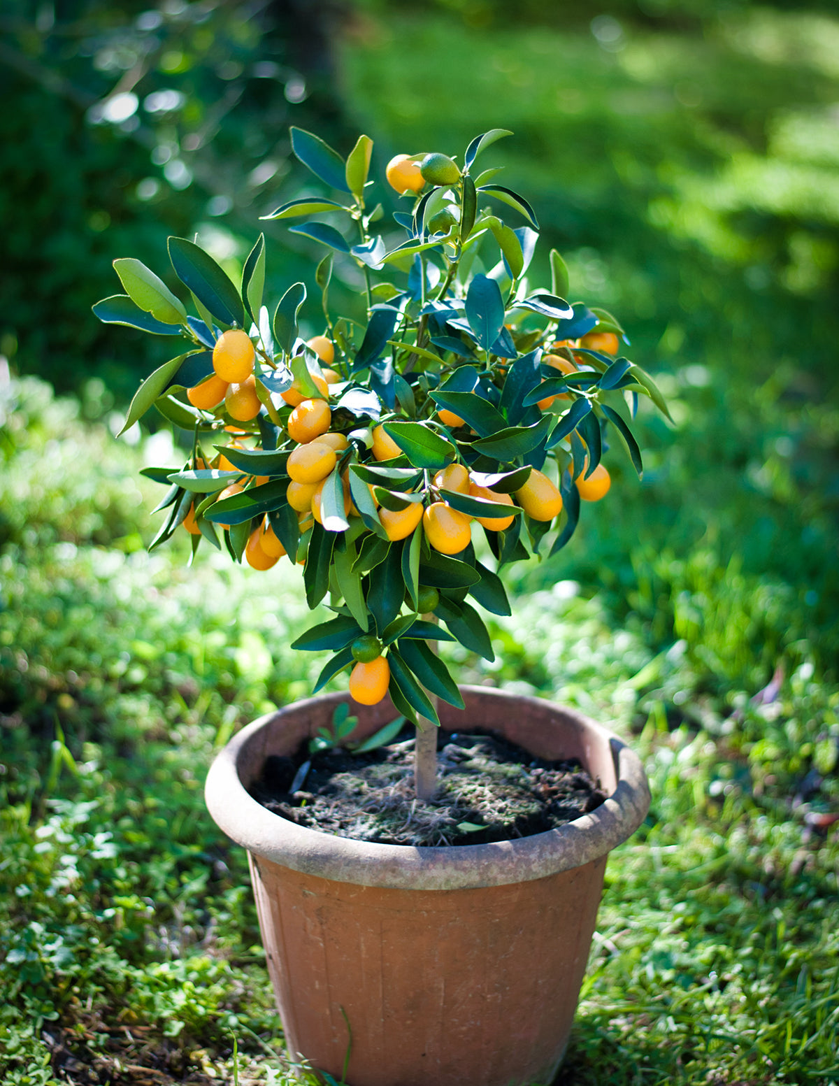 Fukushu Kumquat Ağacı