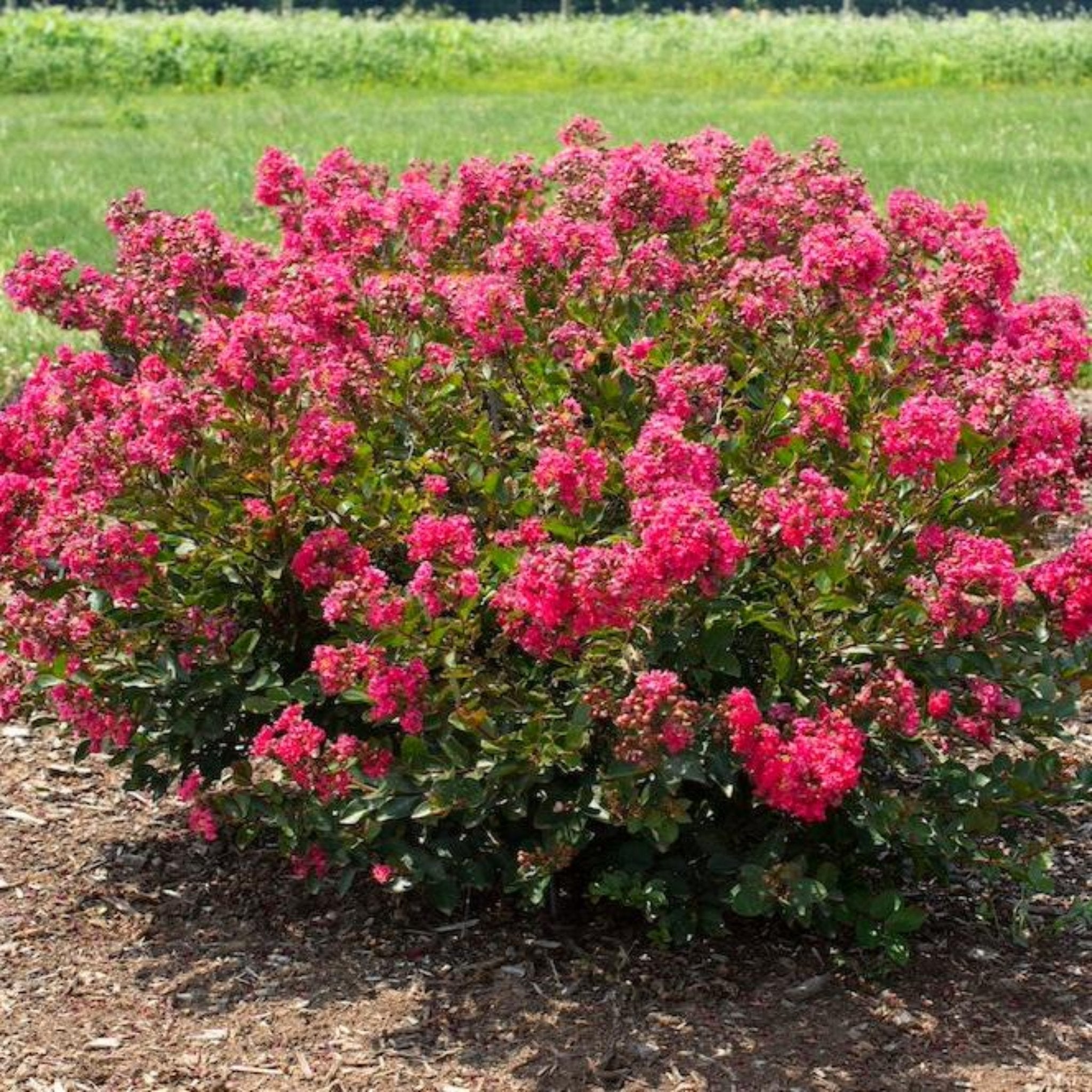 Bellini® Ahududu Renkli Oya Ağacı (Crape Myrtle)