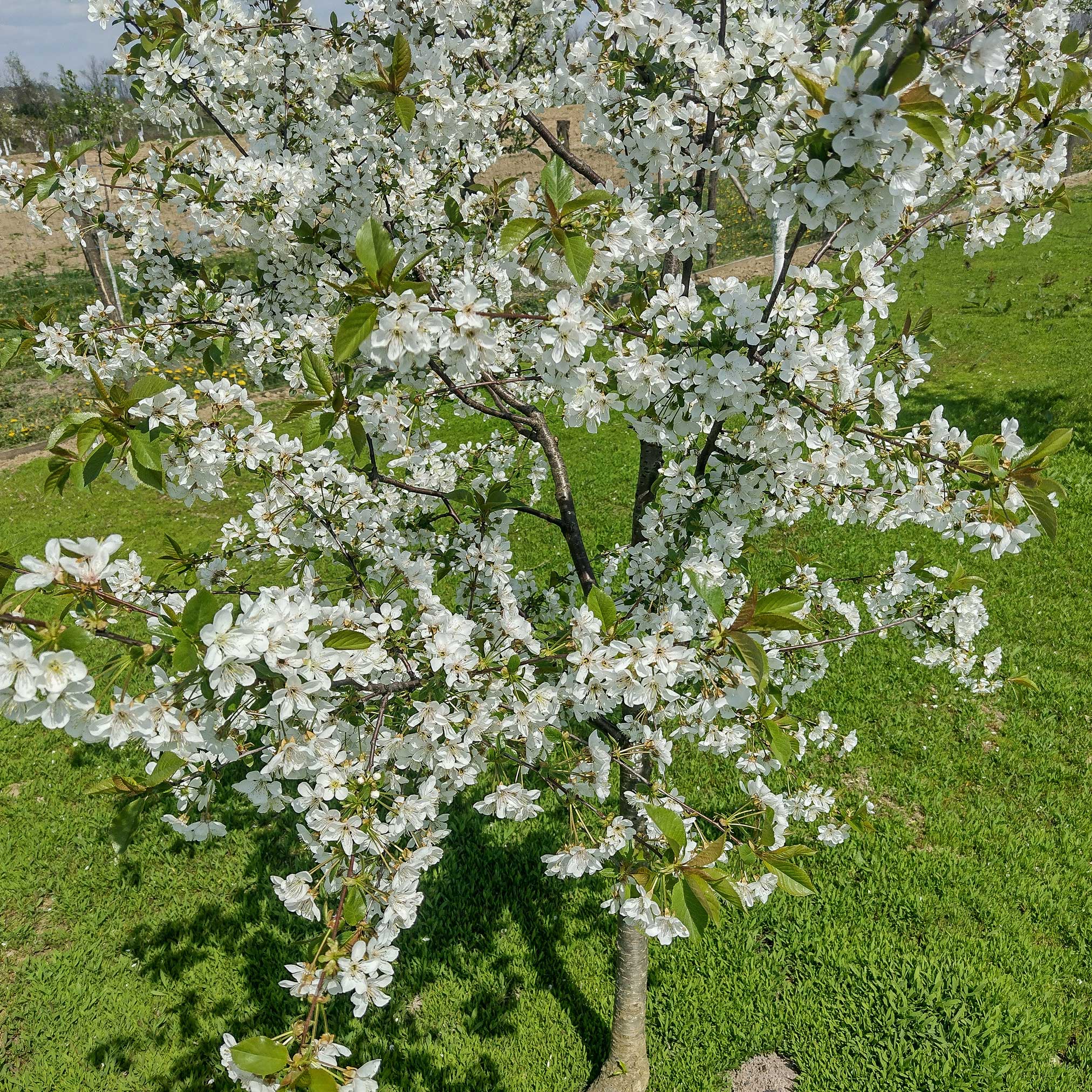 Lapins Kiraz Ağacı
