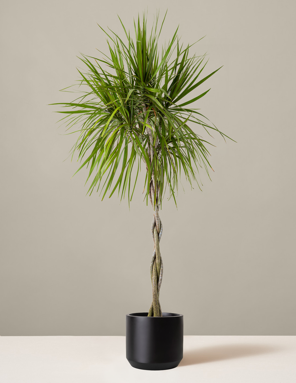 Örgü Gövdeli Dracaena Marginata