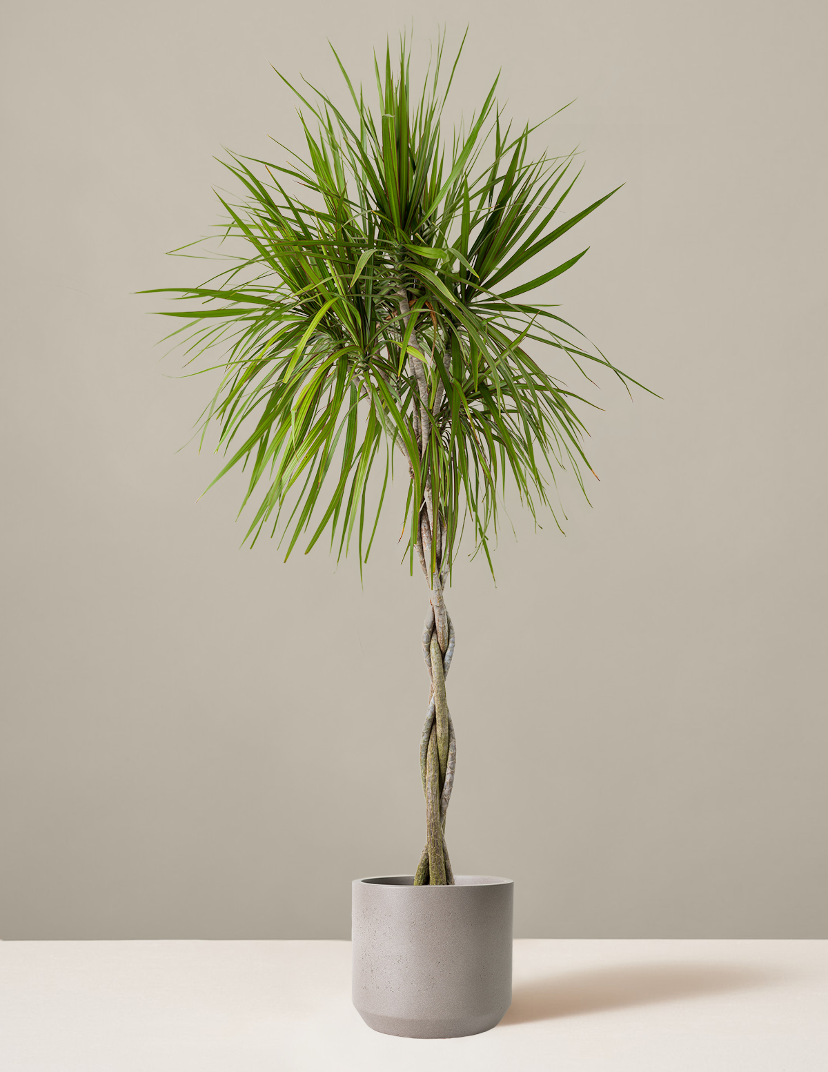 Örgü Gövdeli Dracaena Marginata